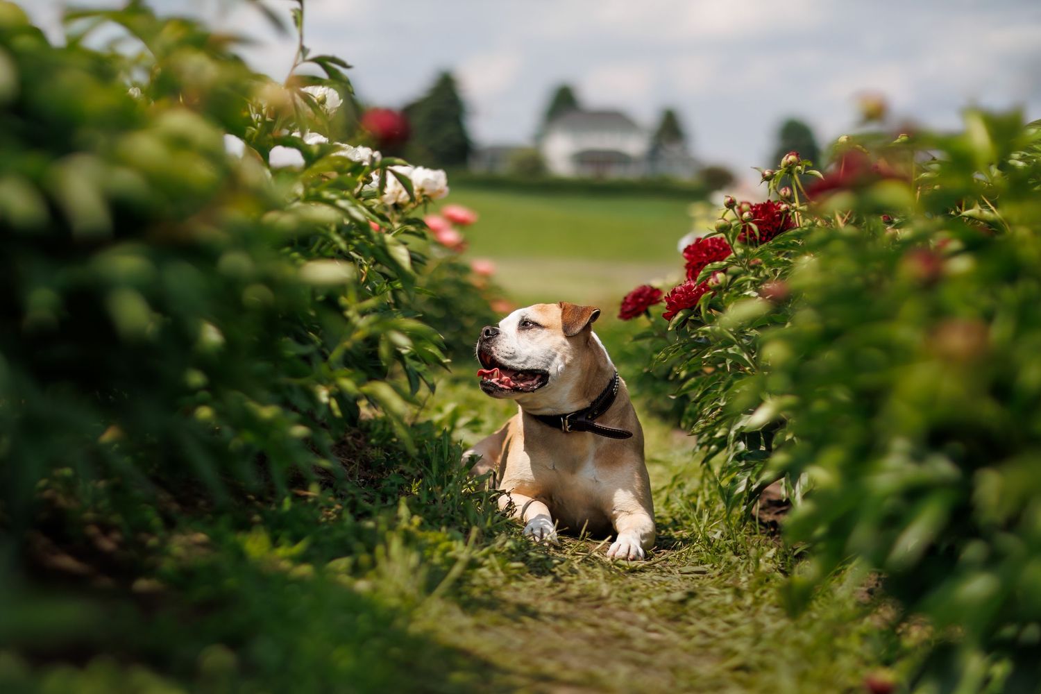 Tan bulldog peeking through blooming red rose bushes in garden setting.
