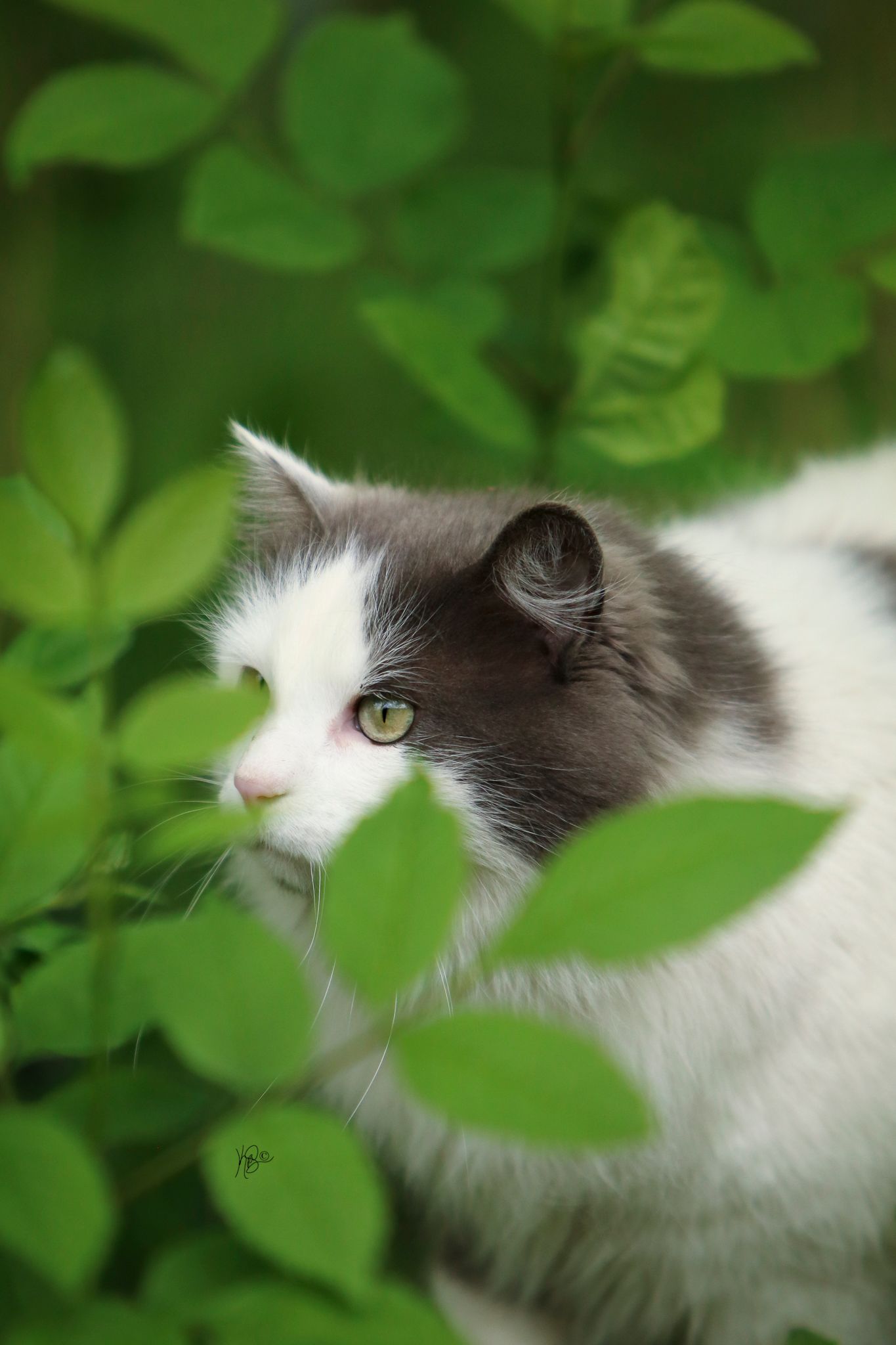 Black and white cat peeking through green leaves in a garden.
