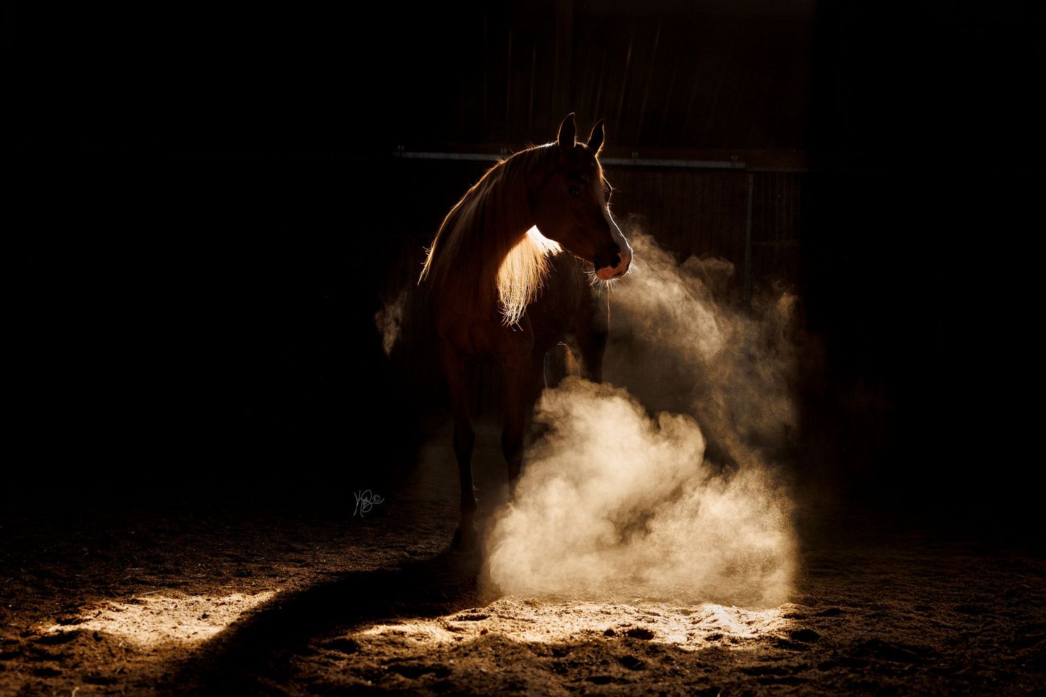 A dramatic silhouette of a horse kicking up dust in dark lighting.