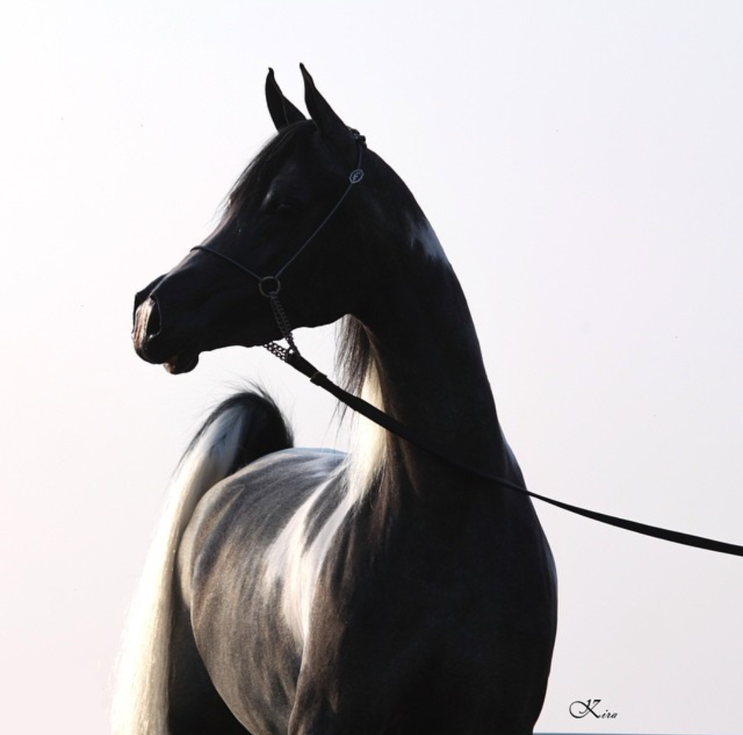 Artistic silhouette shot of a horse in profile against white background.