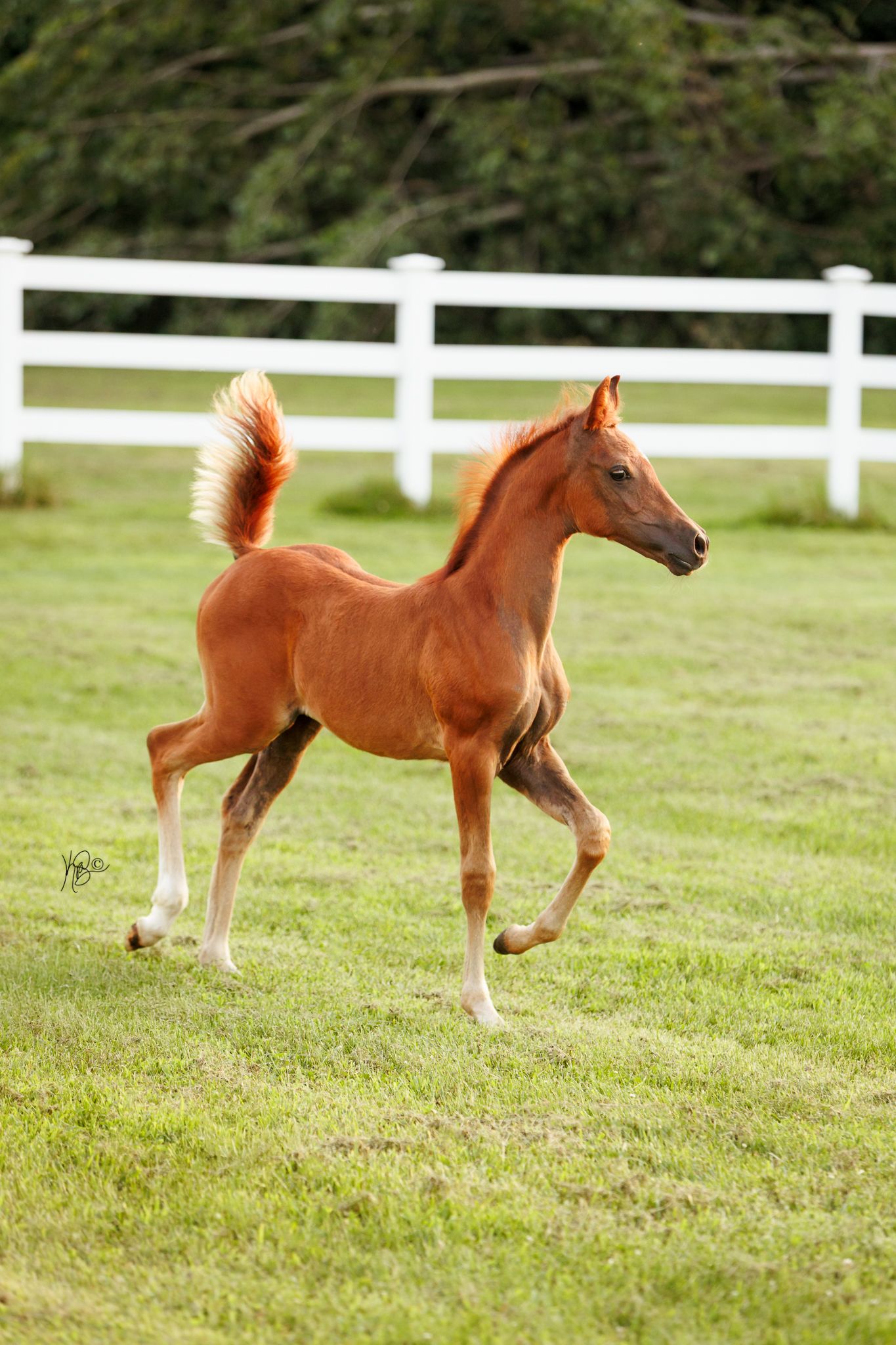 chestnut foal frolicking and playing in a grassy paddock with white fencing.