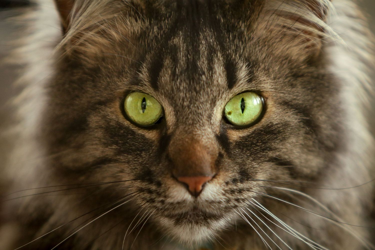 Close up shot showing a brown tabby cat's face and green eyes.