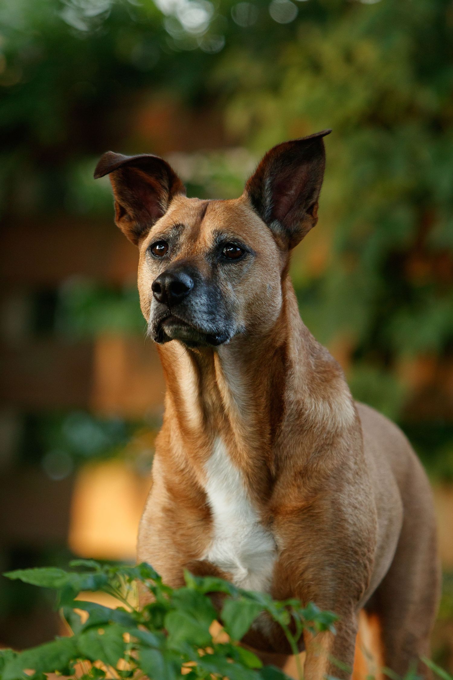 Alert brown and white dog with pointed ears in garden setting with bokeh background.