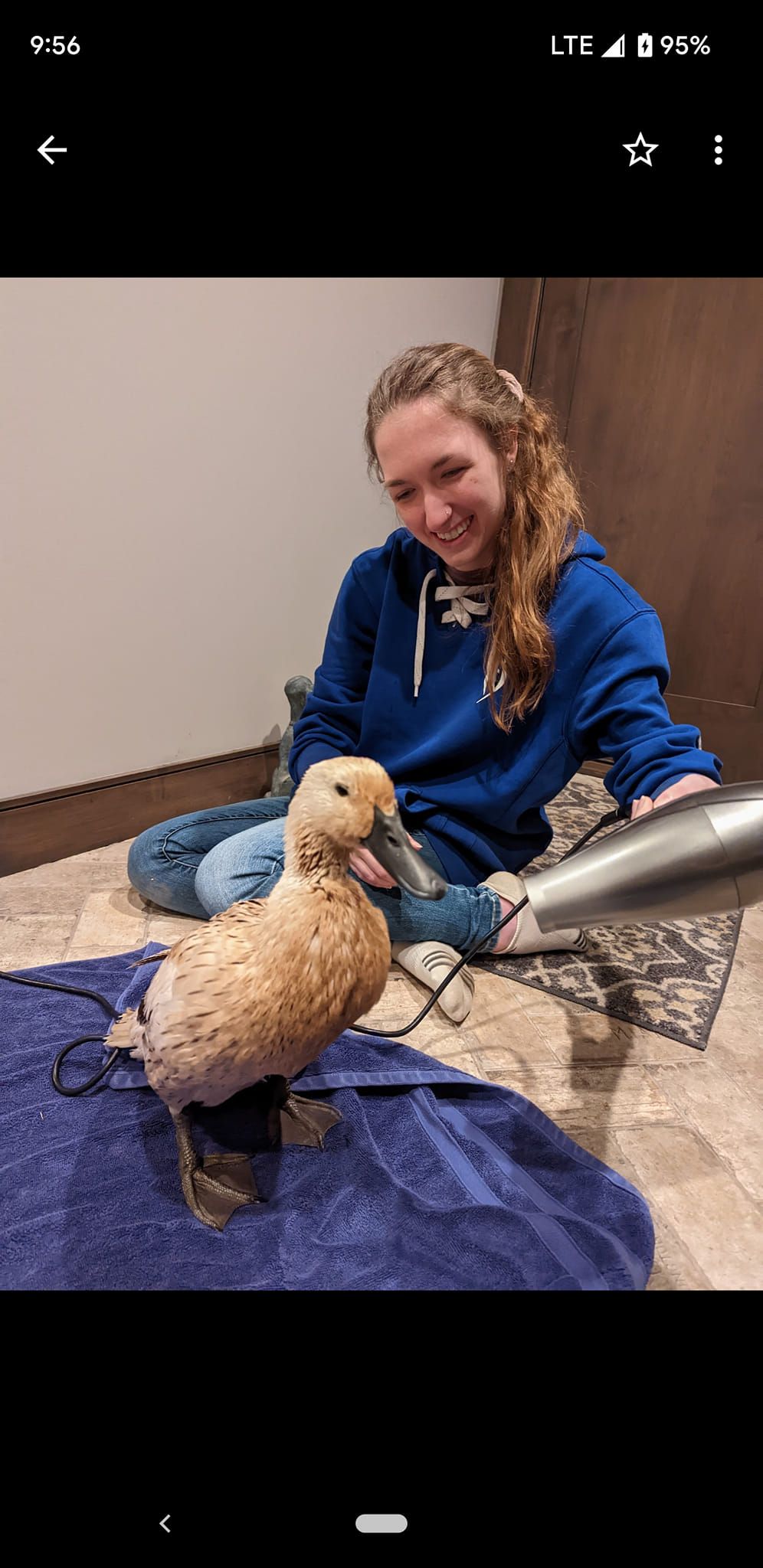 A light brown duck being dried with a hair dryer on a blue blanket.