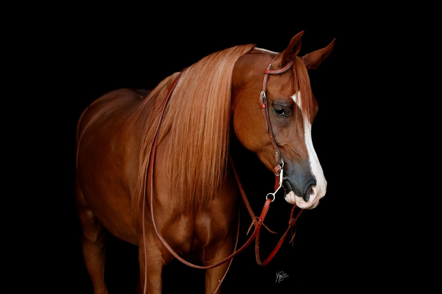 Chestnut arabian horse profile shot against black background in dramatic lighting.