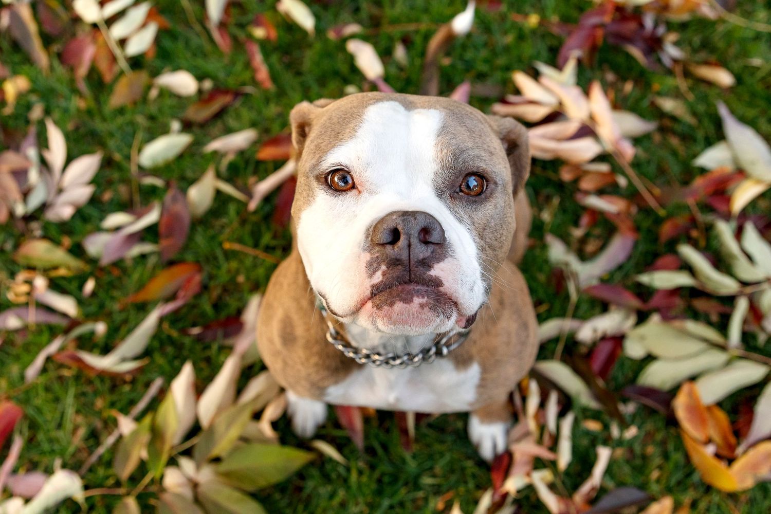 Pit bull mix looking up at camera while surrounded by fallen autumn leaves.