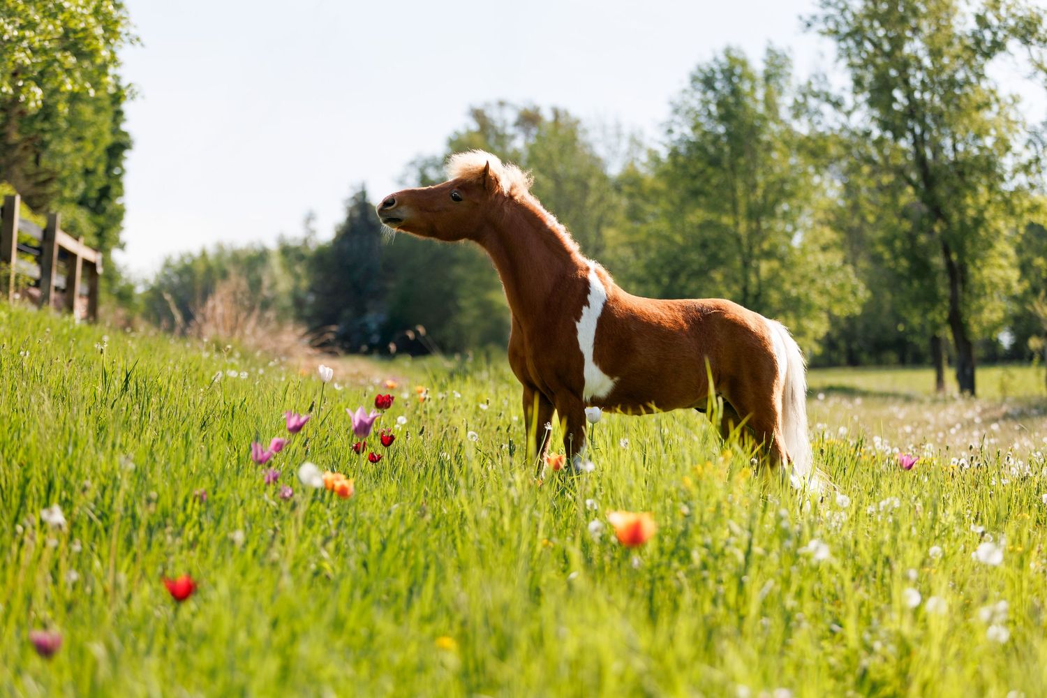 A brown and white pinto pony poses for a photo in tall grass filled with wildflowers.
