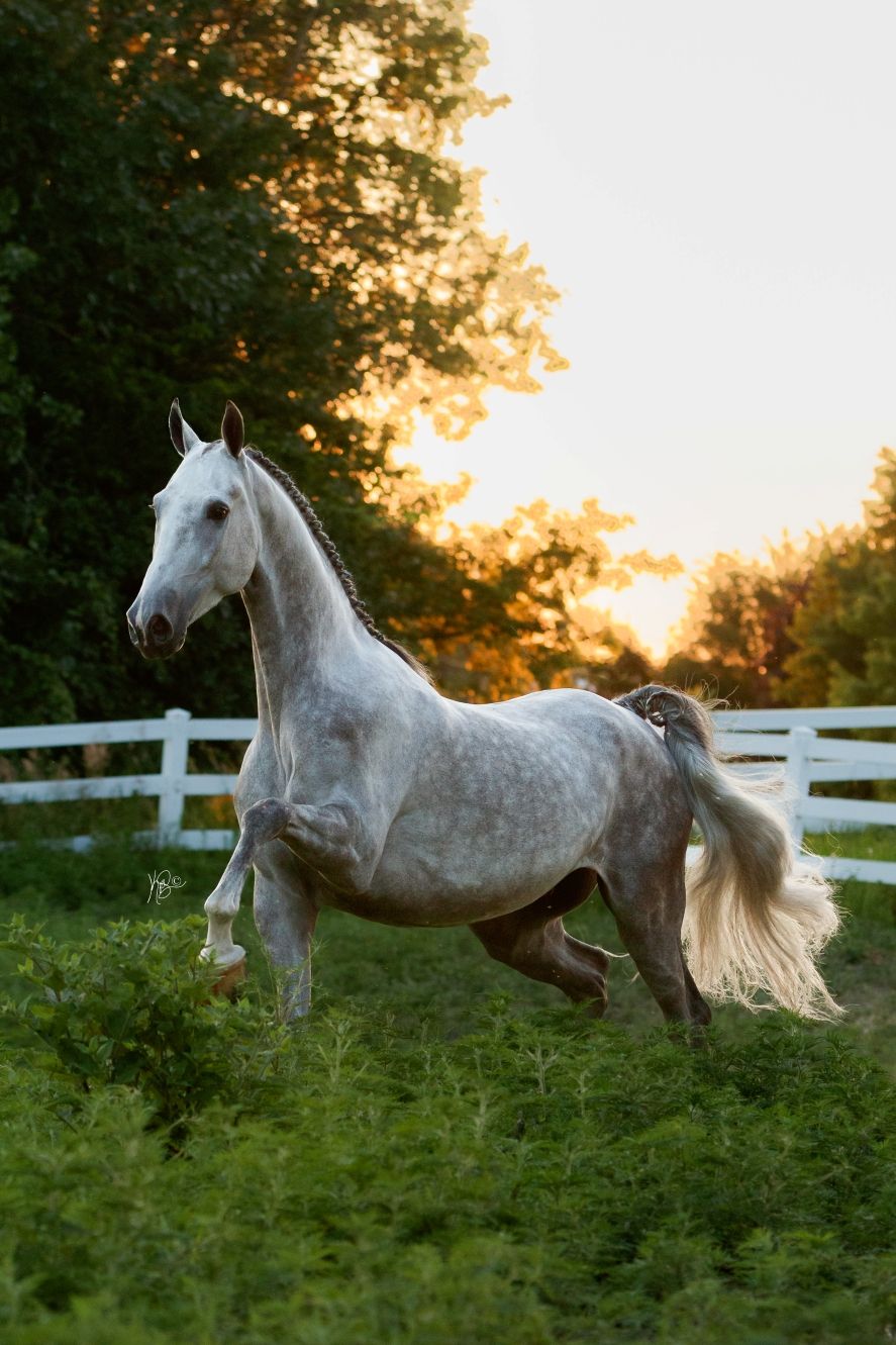 A dappled grey saddlebred trots in tall green grass at sunset.