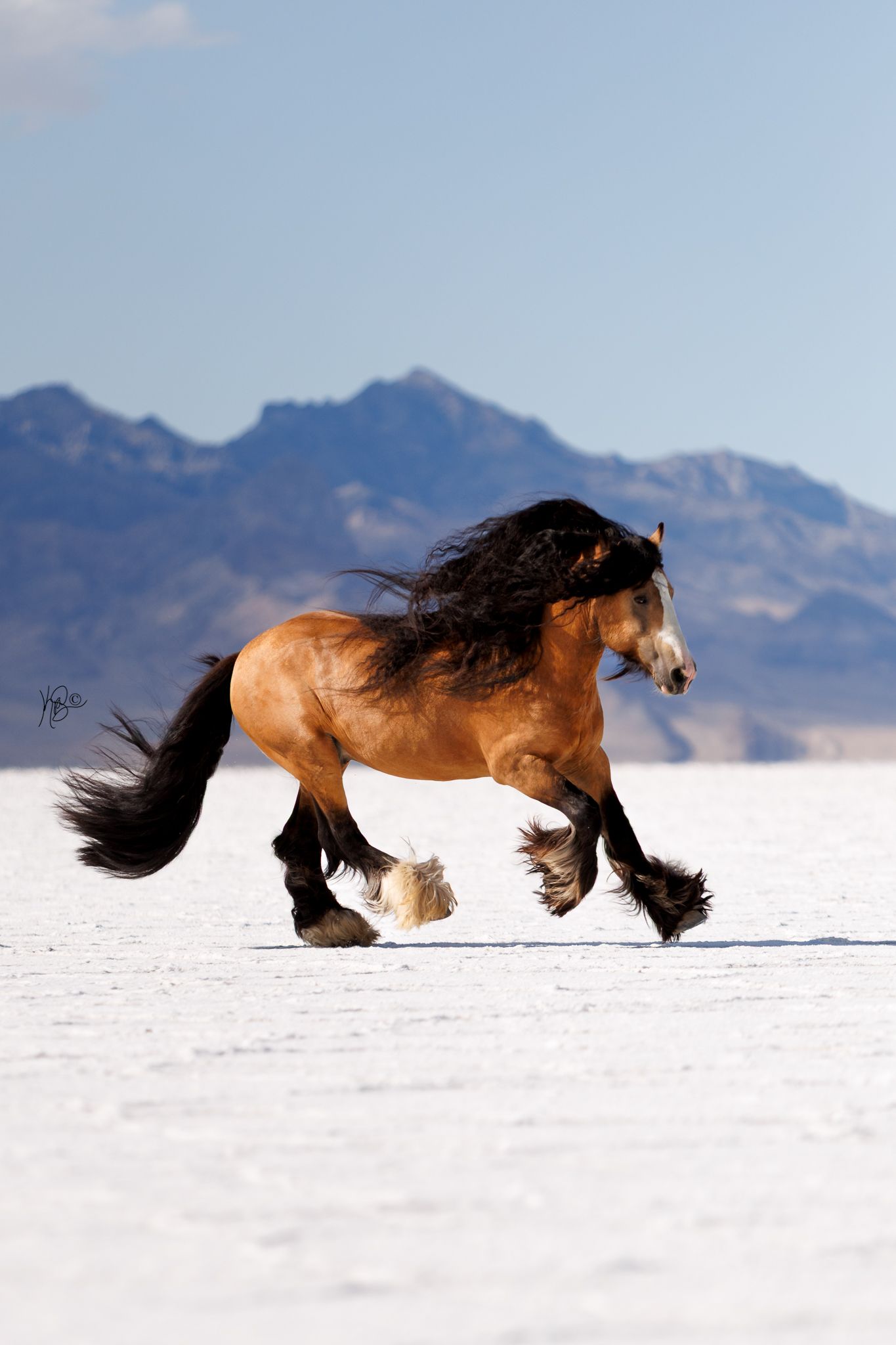 Edited photo of a gypsy vanner horse cantering in the salt flats