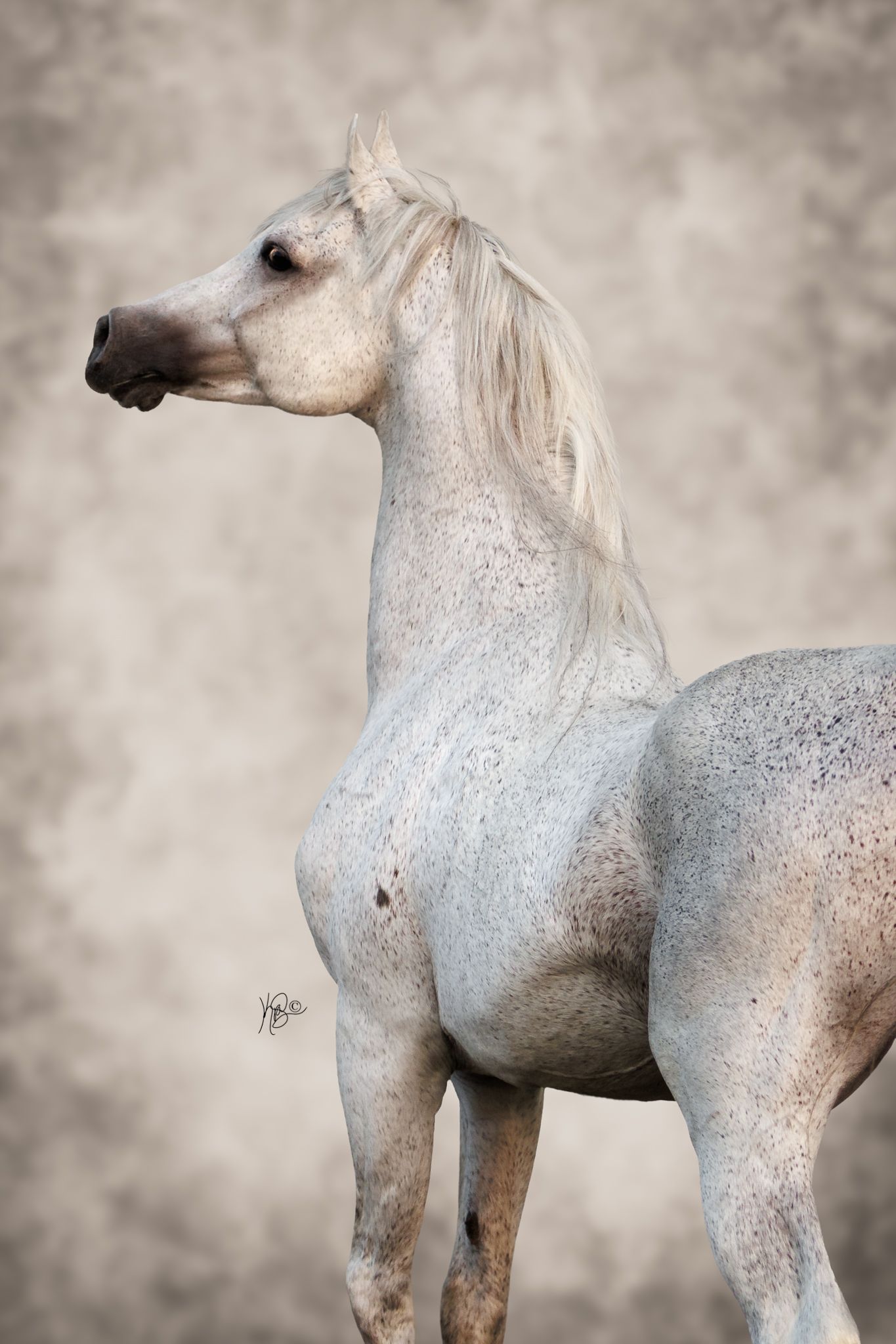 Fine art horse photo of a grey arabian stallion with a graceful curved neck against a neutral background.