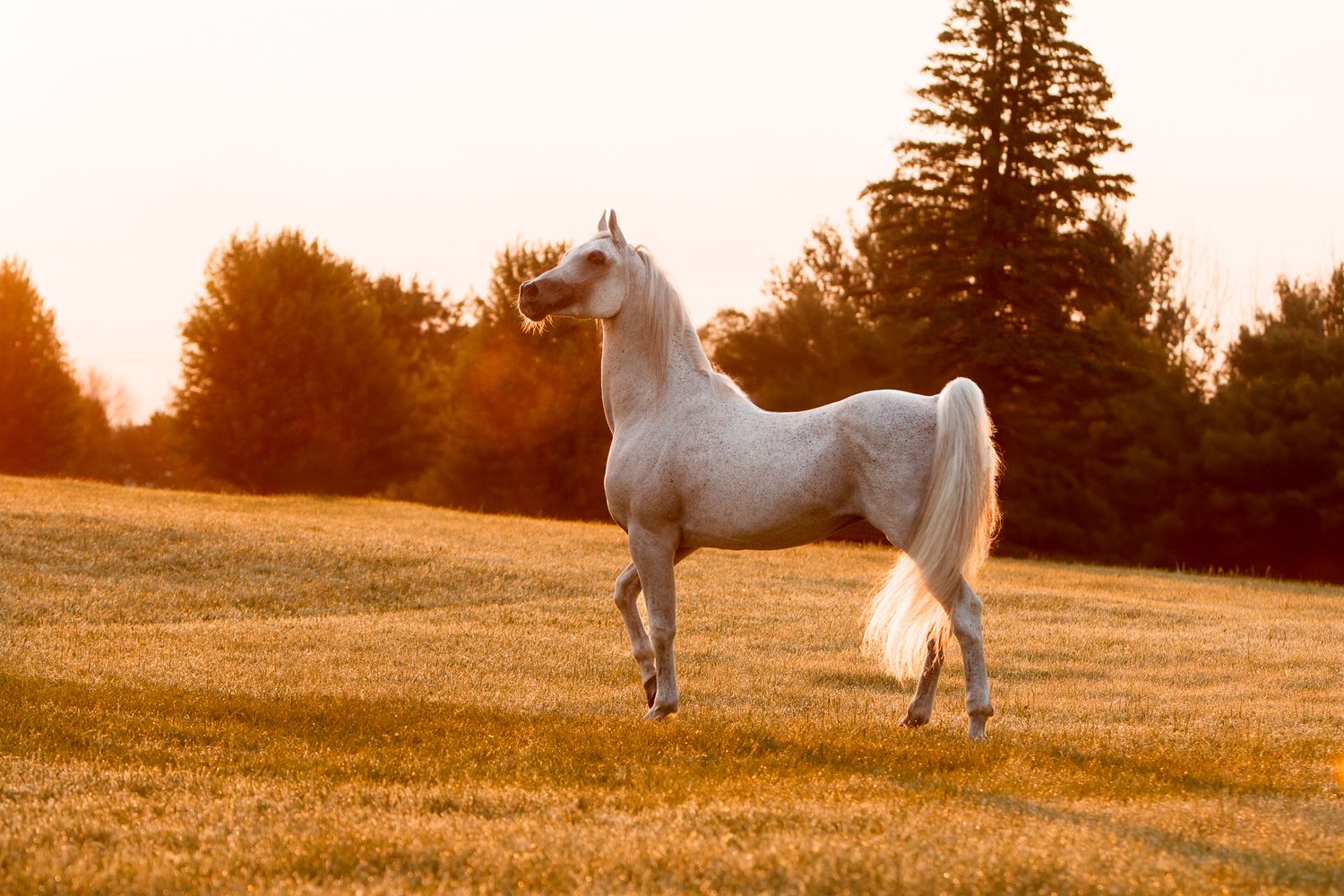 Beautiful white Arabian horse standing gracefully in a golden meadow at sunrise with evergreen trees in background.
