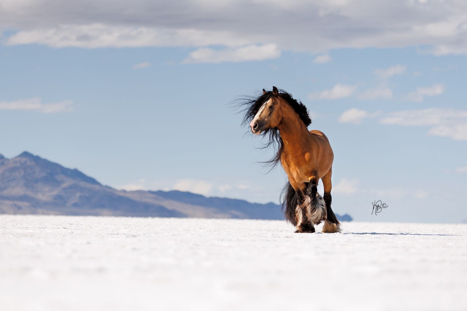 Wild horse runs freely across pristine white salt flats with mountains in the distance.