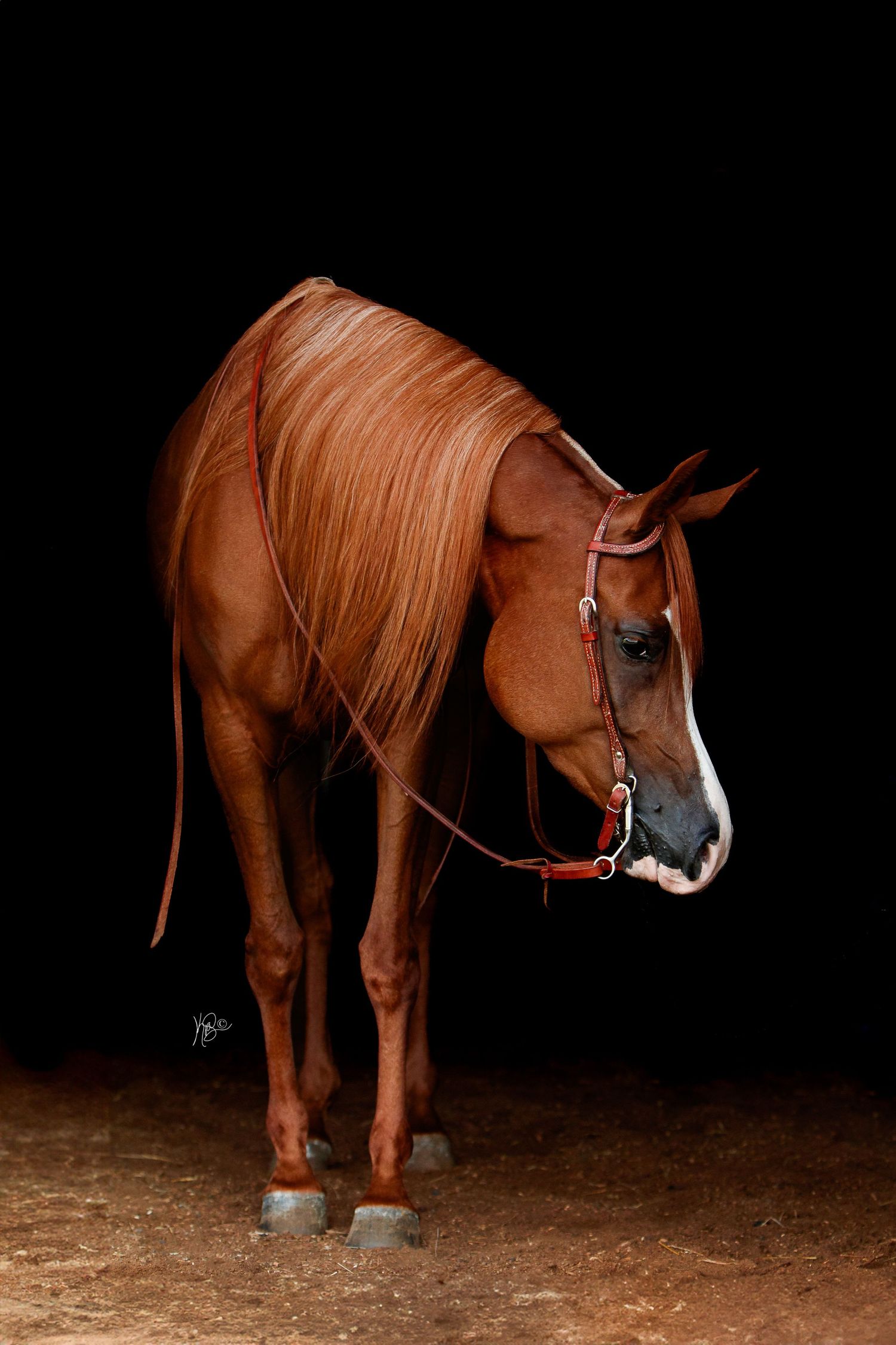 A chestnut colored horse stands in profile against a dark background showing its full body in a black background photo session.
