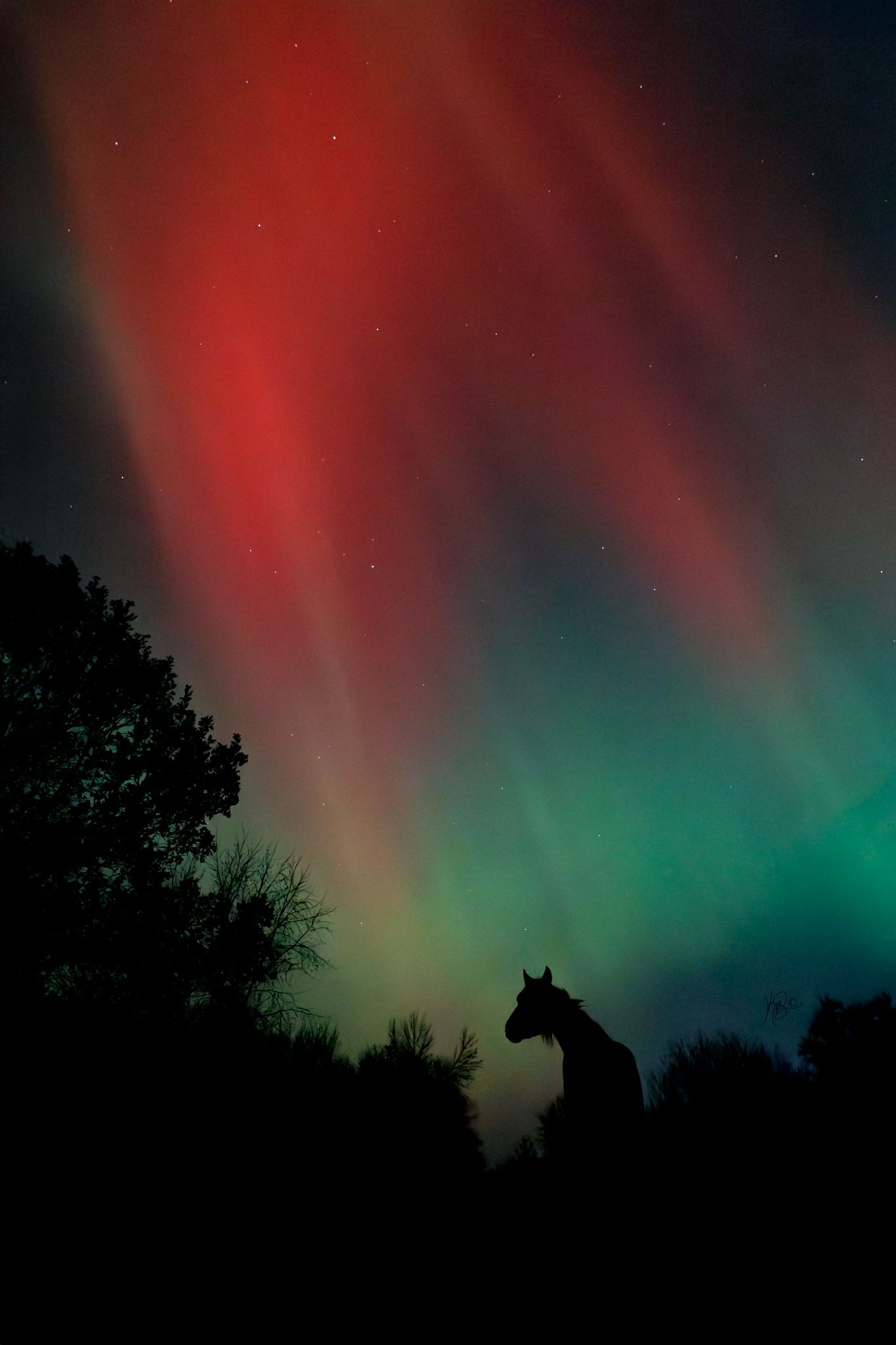 A photo of the bright reds and greens and columns of the aurora borealis, with the silhouette of a horse in the bottom corner