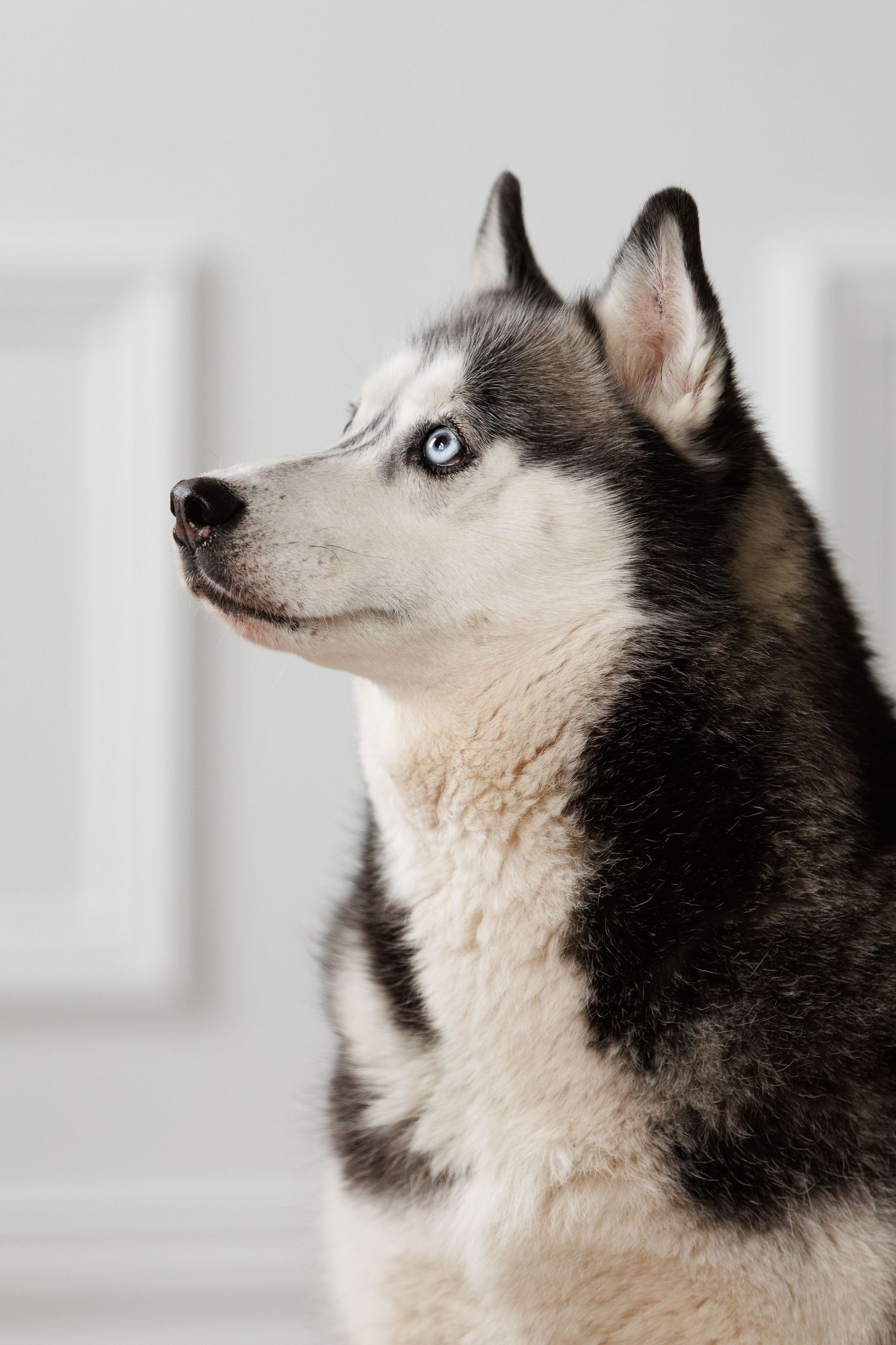 Siberian Husky with striking blue eyes looking up in profile against white background.