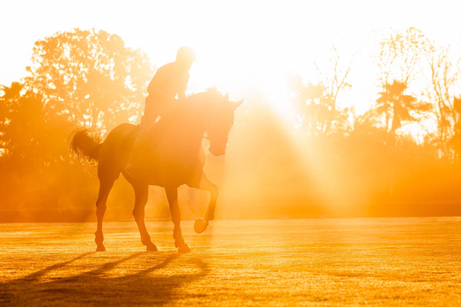 Bright orange silhouette of horse and rider cantering through a a misty field at sunrise