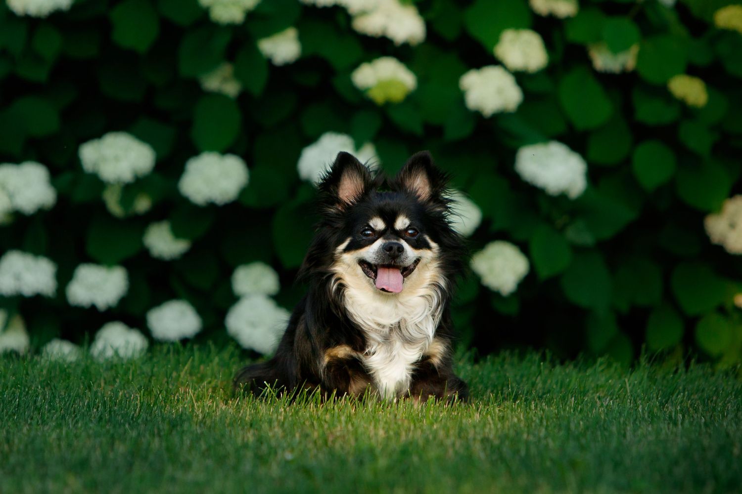 Black and tan Chihuahua sitting on grass with white flowers blooming in background.
