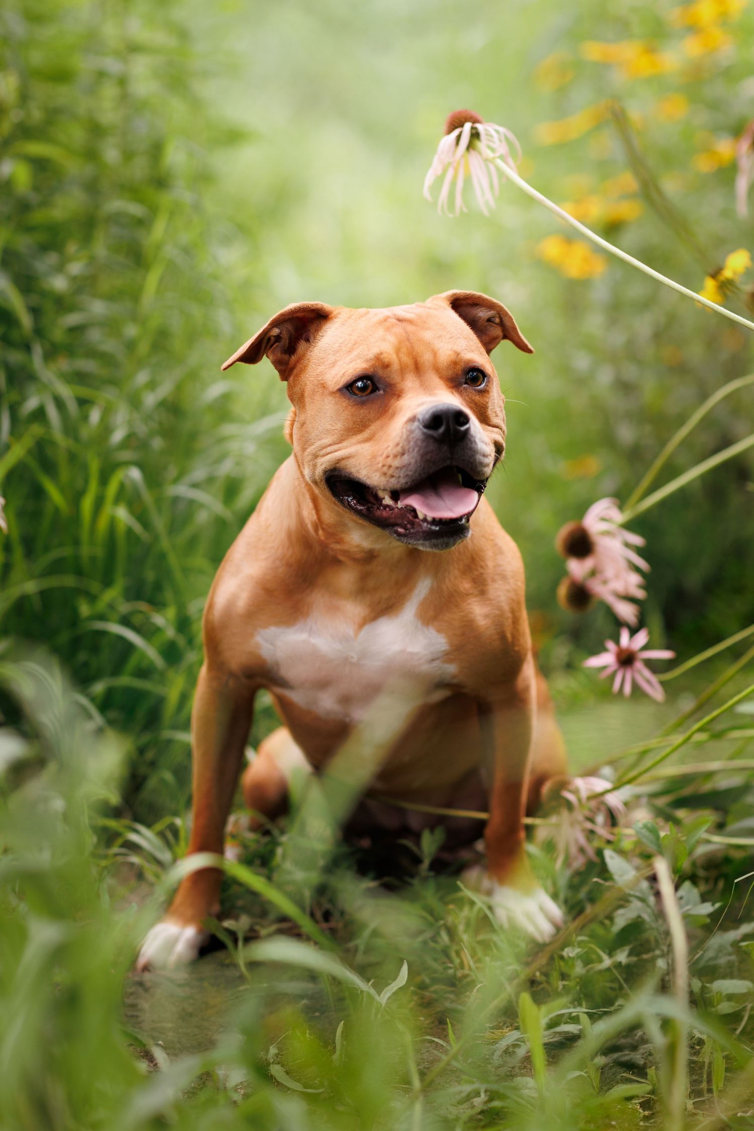 Happy brown pit bull dog posing in tall grass and wildflowers on a sunny day.