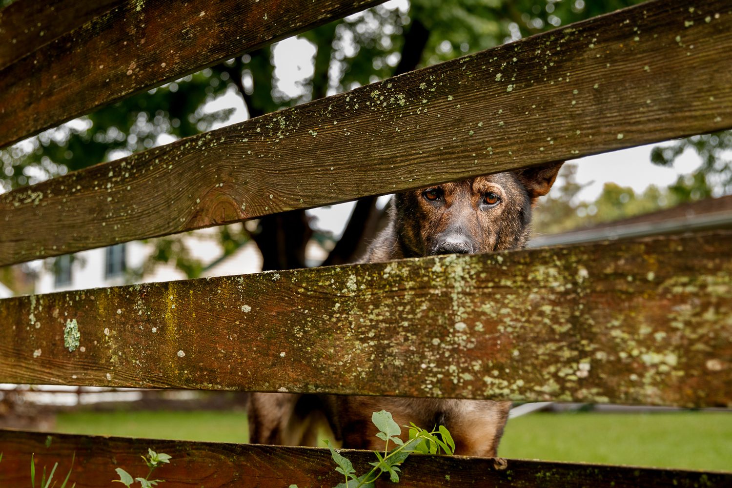 Dog looking through wooden fence slat in a green summer setting
