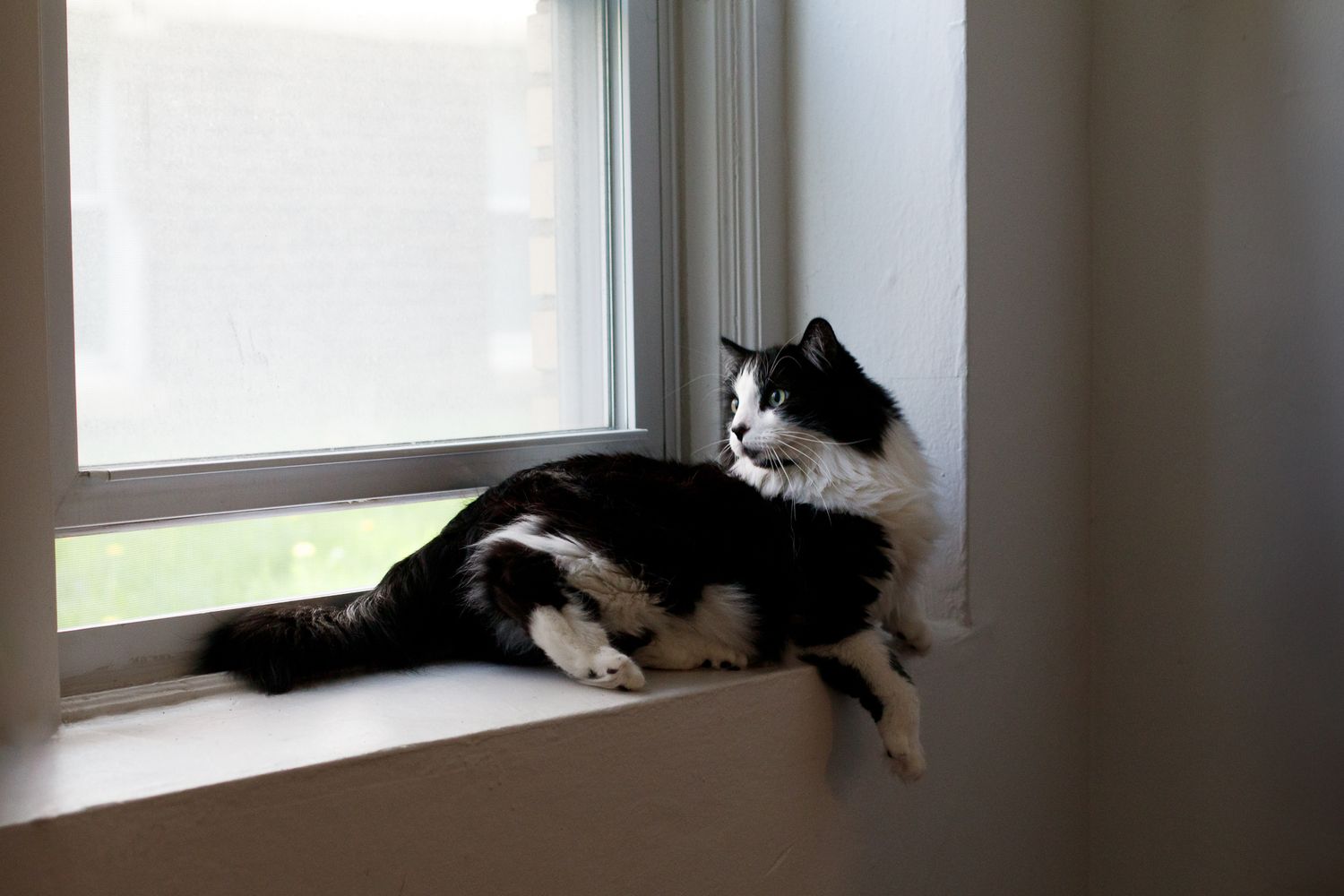 A black and white cat lounges on a windowsill, gazing outside in soft natural light.
