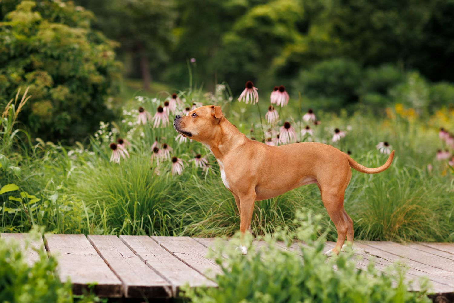 A tan dog on a bridge, standing among the flowers