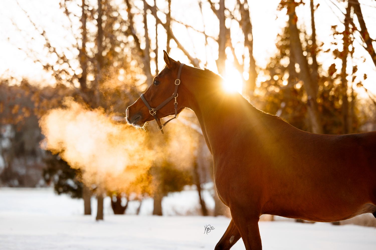 A fancy show horse in the snow, backlit by the sun, his breath illuminated
