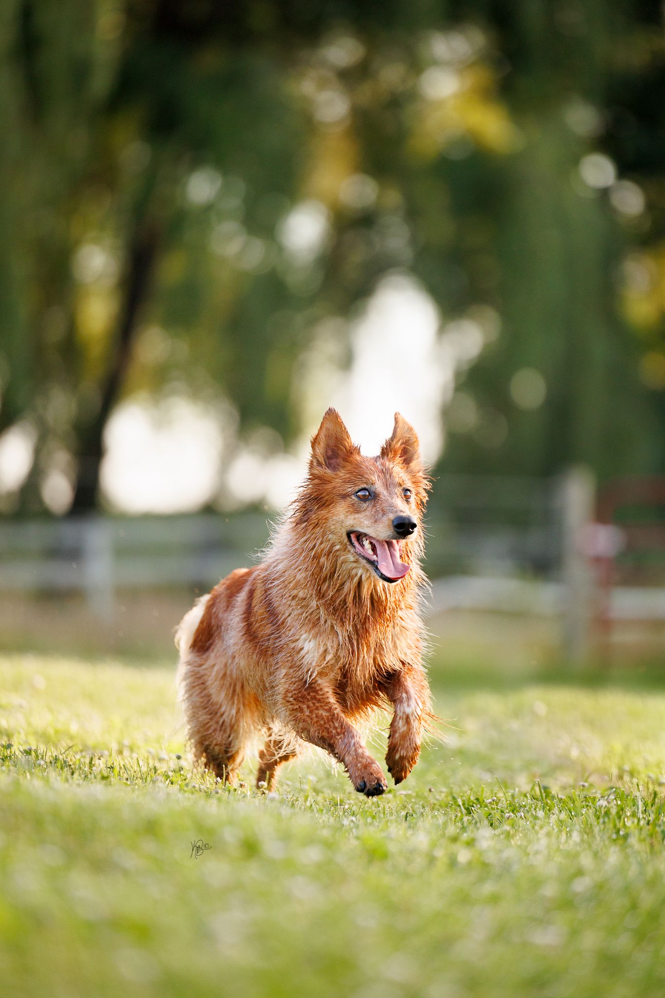 A happy golden-red dog runs joyfully across lush green grass in a sunny outdoor park setting.