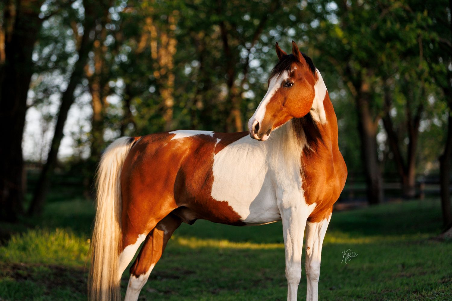 A stunning brown and white pinto horse stands gracefully on green grass in dramatic lighting with trees in the background.