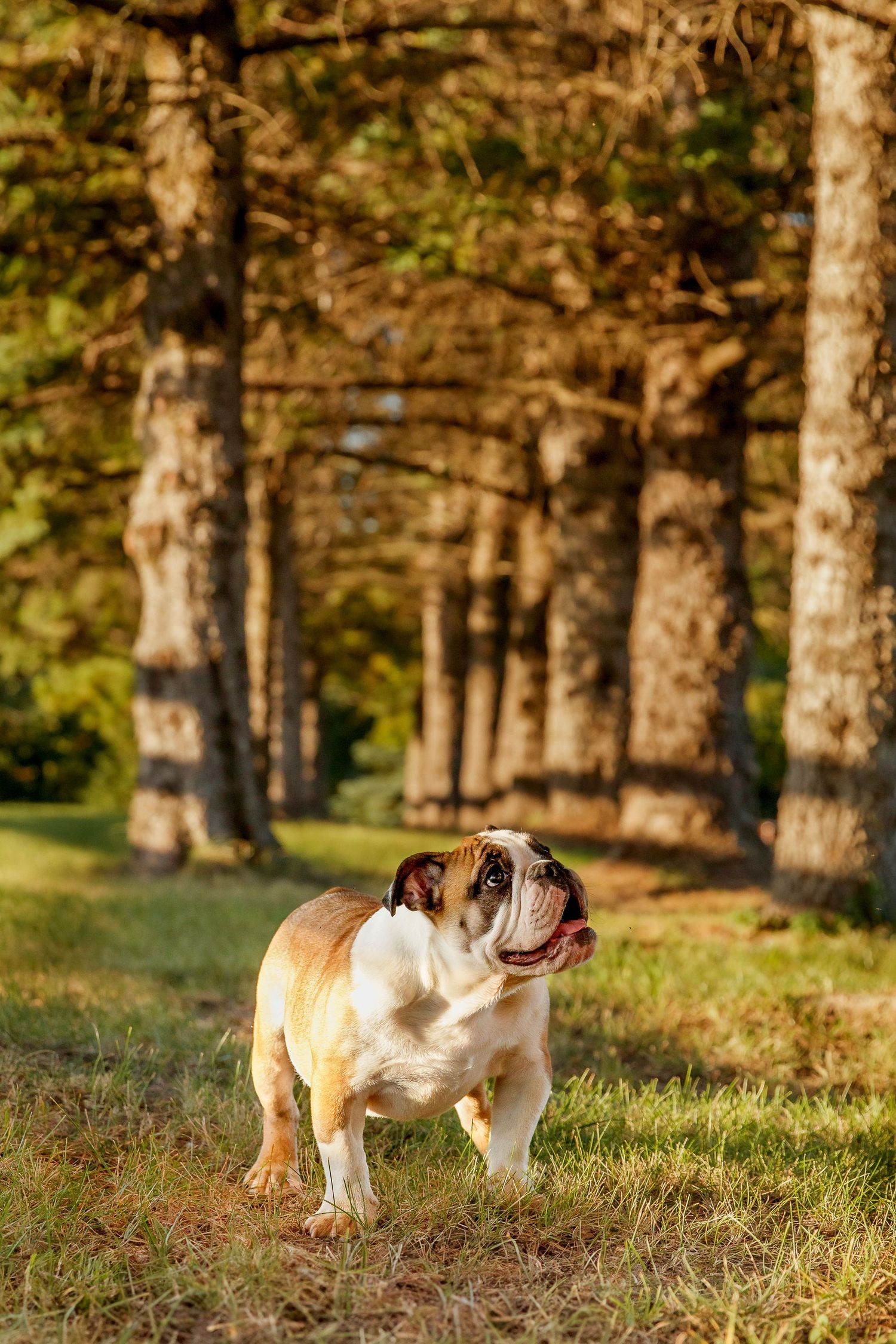 English bulldog puppy standing in a row of pine trees during a summer photo shoot.