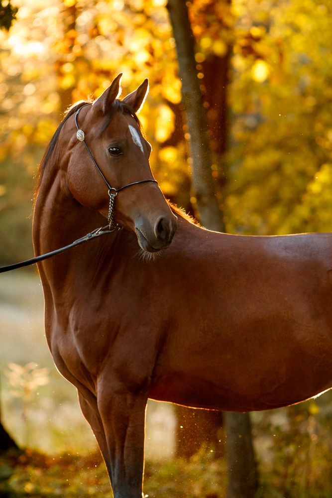 A dark brown arabian horse stands in golden autumn sunlight against blurred fall foliage.