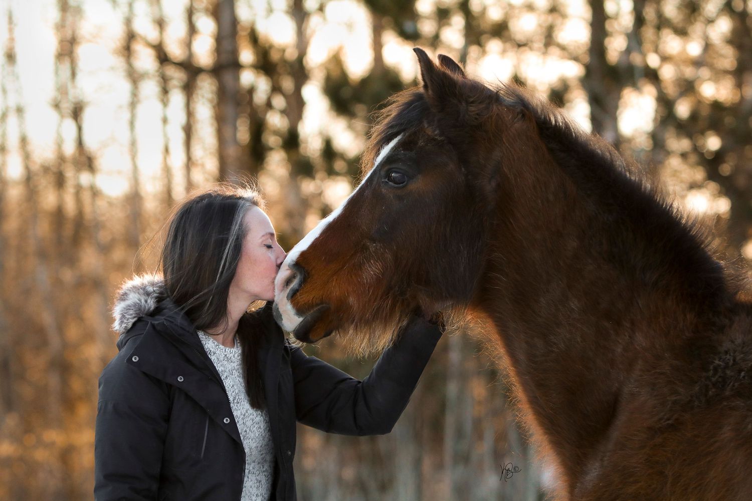 An equestrian woman kissing the nose of her fuzzy arabian horse with golden bokeh in the background