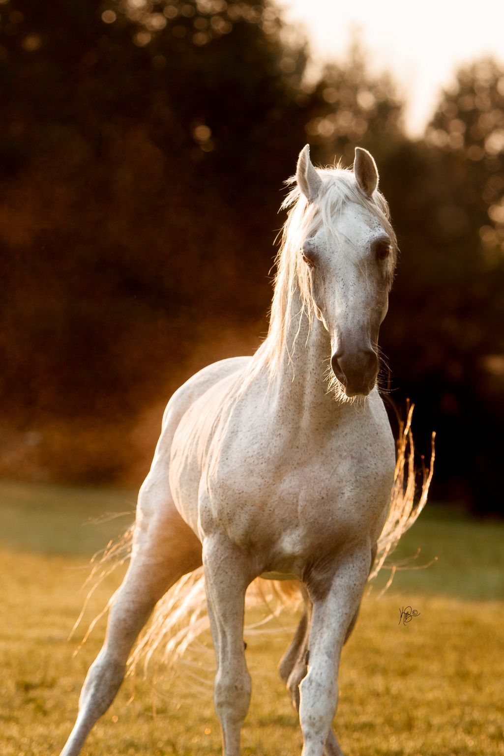 Grey arabian stallion portrait in dramatic morning lighting.