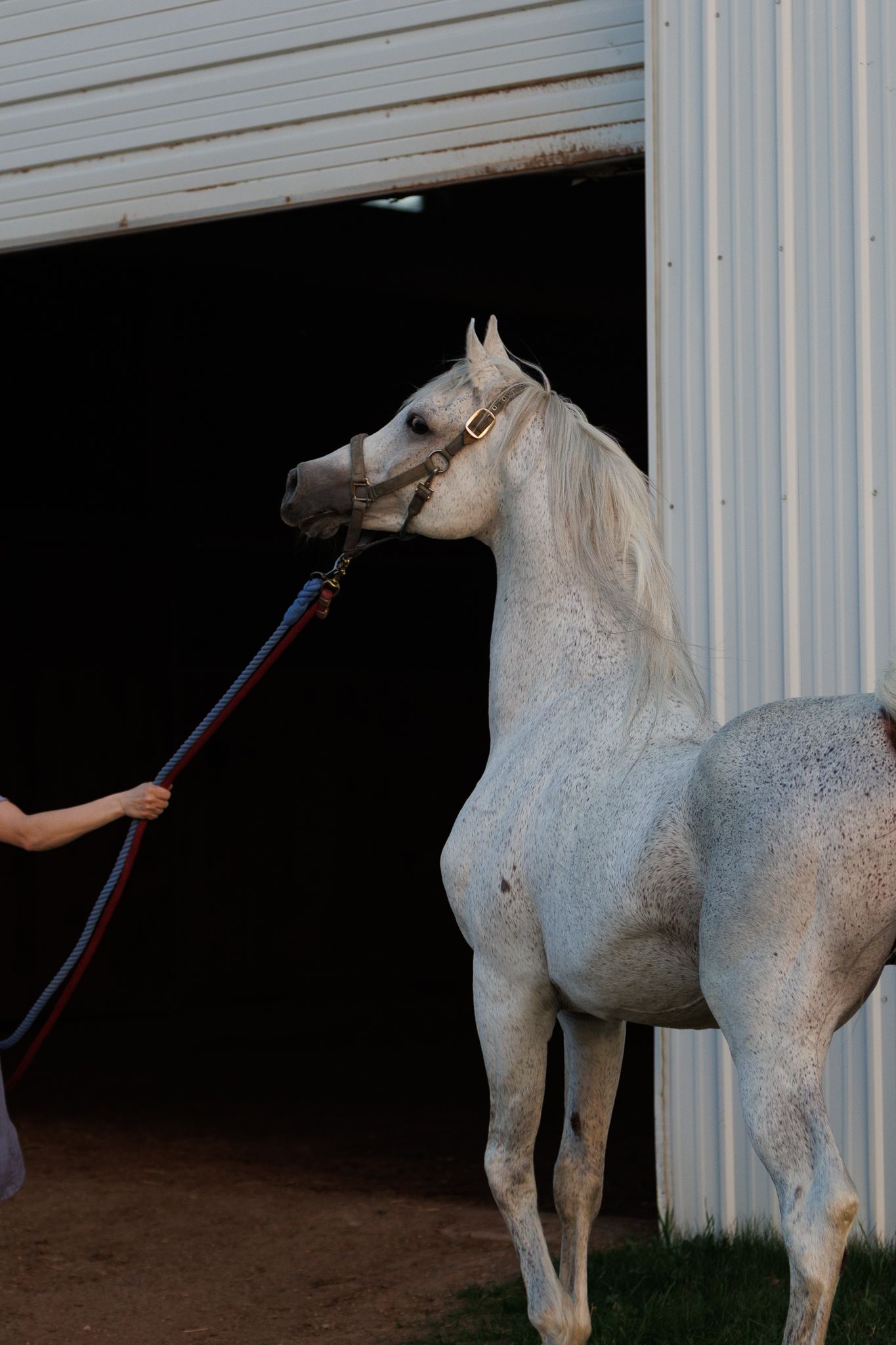 Unedited portrait of an arabian stallion