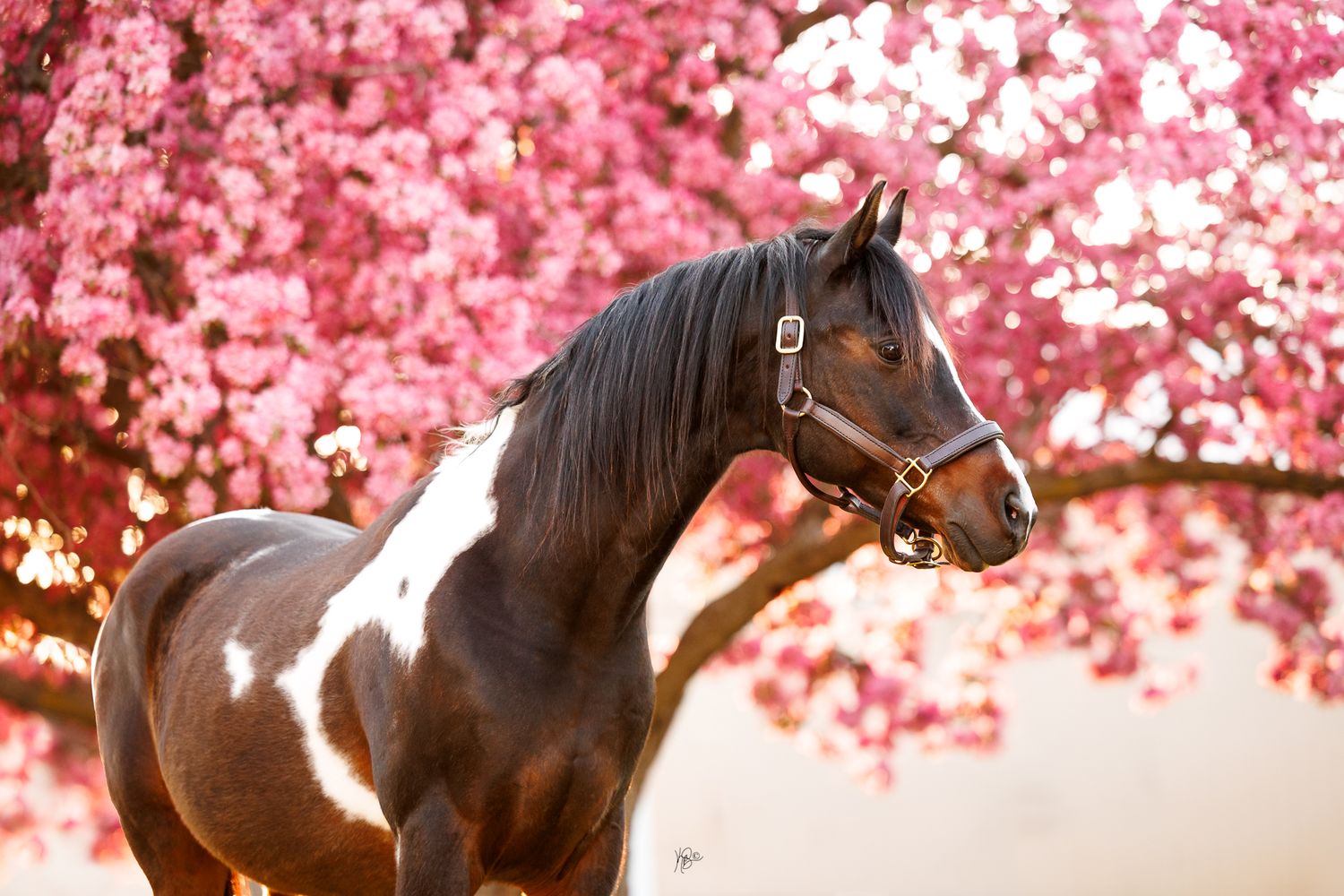 A majestic brown and white pinto horse wearing a halter stands before a blooming pink crab tree.