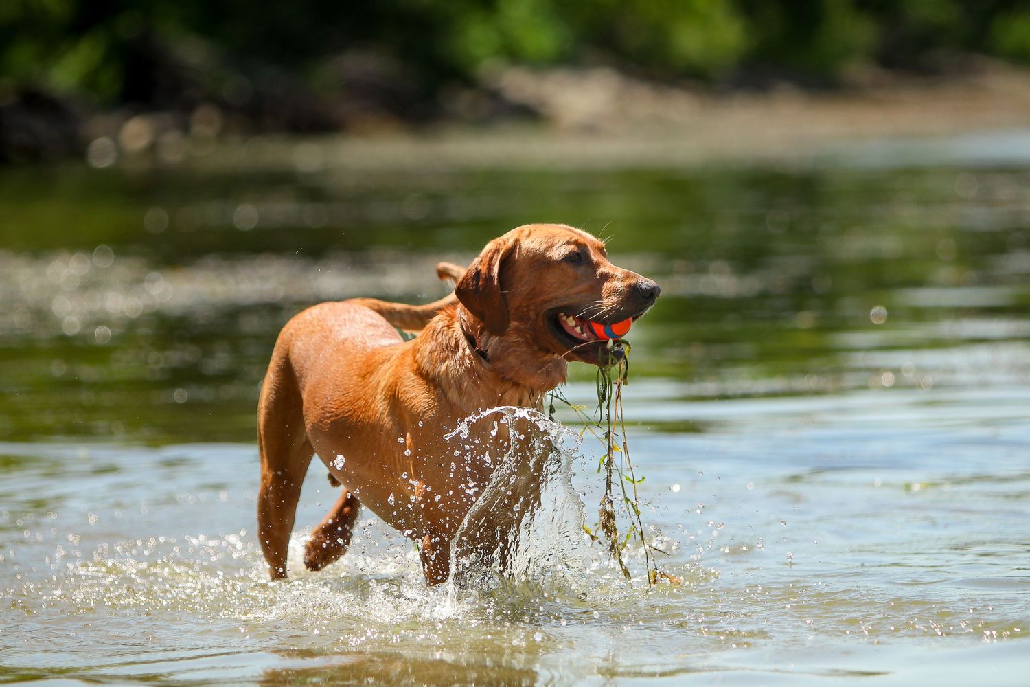 Brown dog splashing and playing in water on a sunny day.