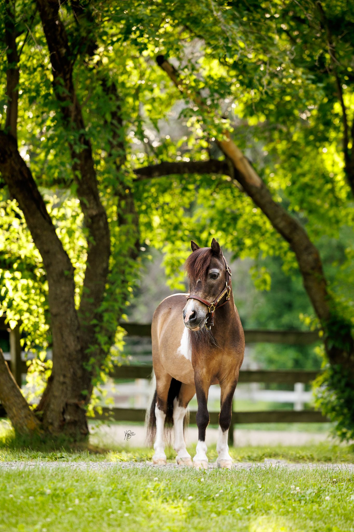 A brown and white pinto horse wearing a halter stands on green grass beneath lush leafy trees.