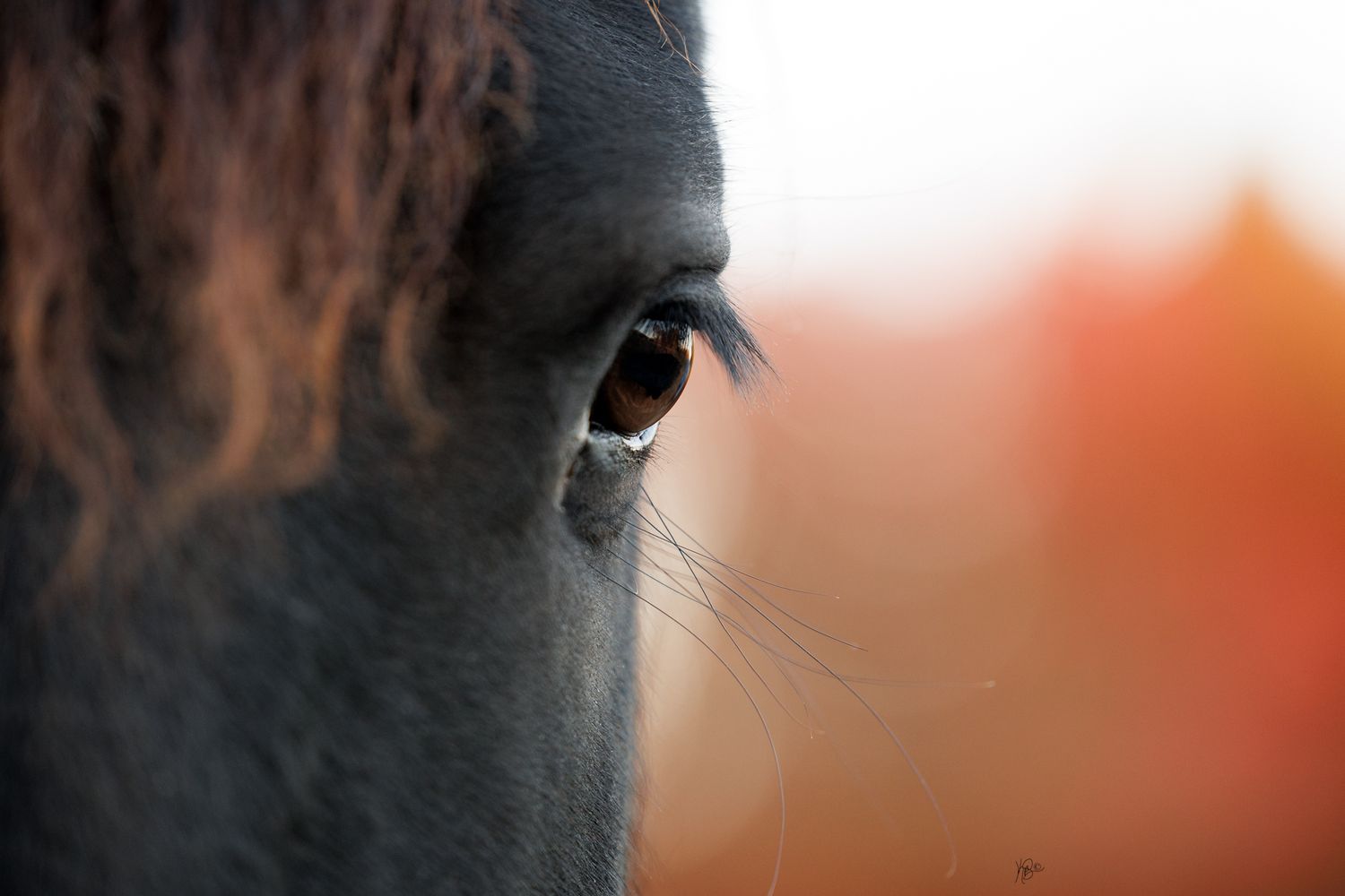 Close-up view of a dark horse's eye and facial features against a blurred orange background.