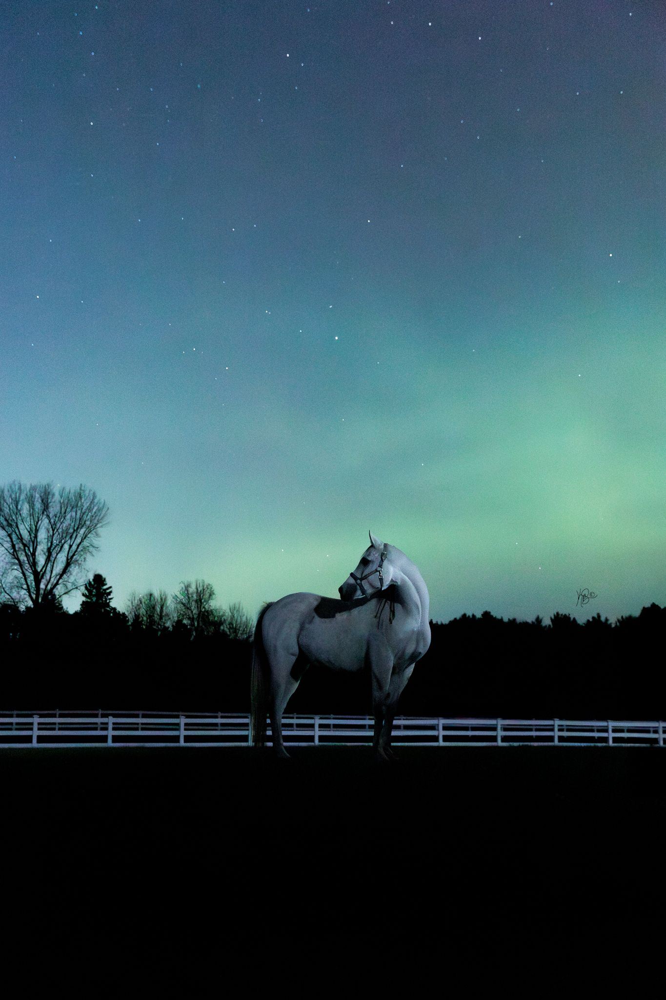 Portrait of a grey arabian horse and the green and blue glow from the northern lights with a white fence in the background