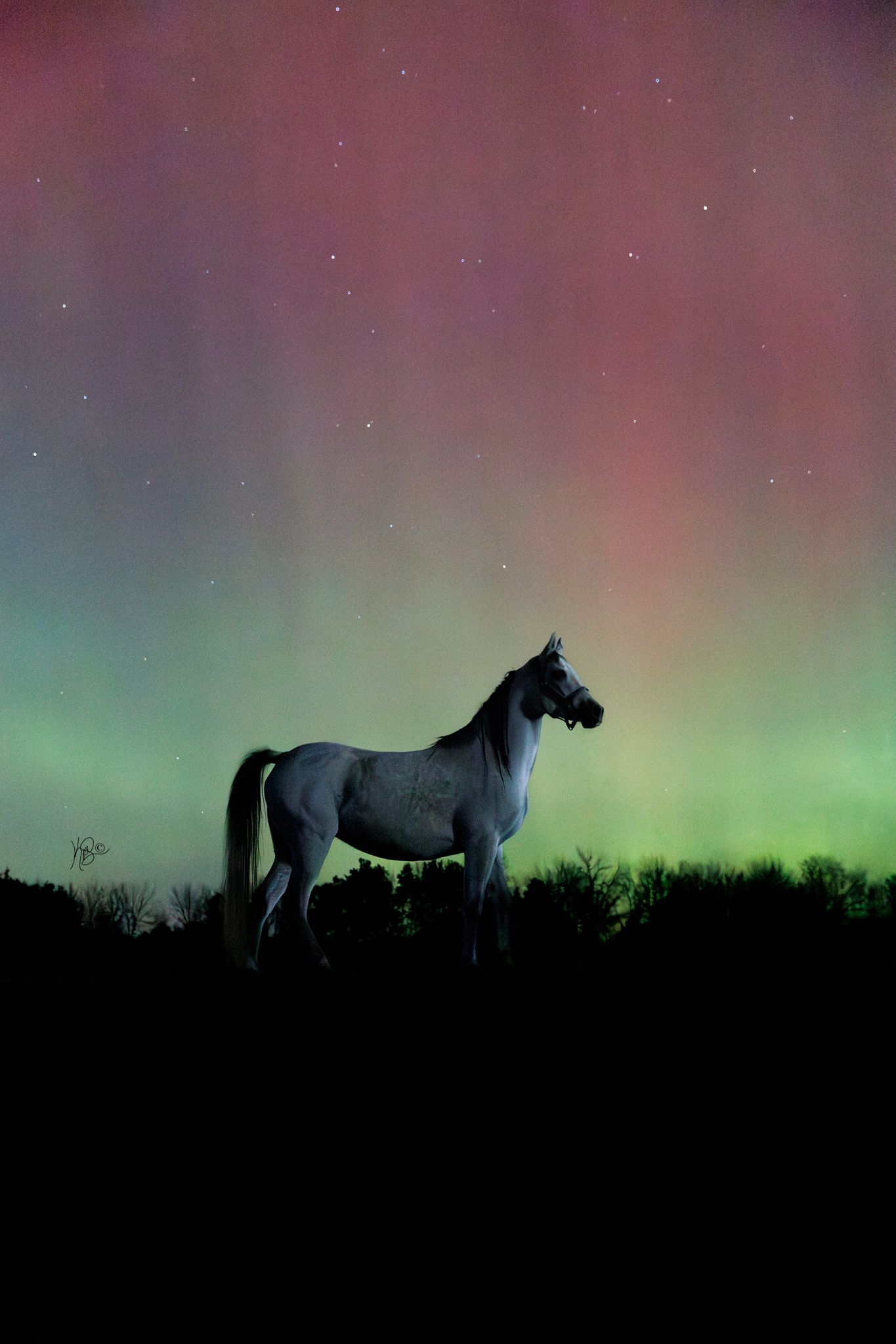 Portrait of a grey arabian horse standing proudly against a sky filled with red and green auroras