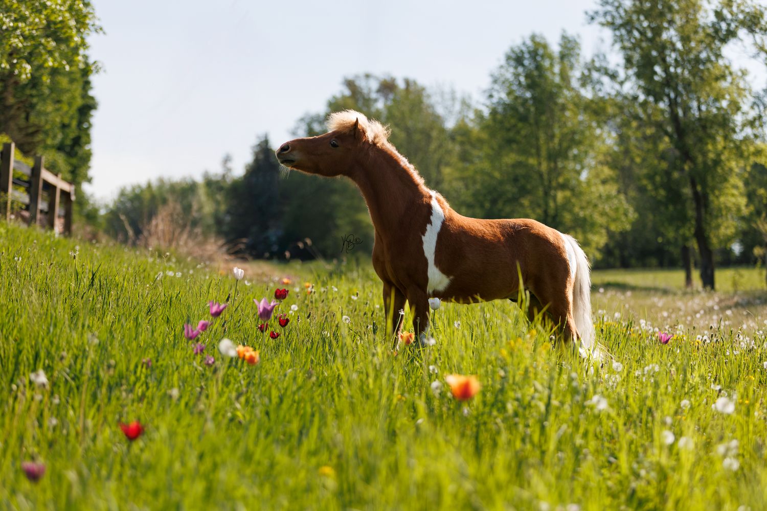 A cute pinto shetland pony posing for a photo amongst the tall grass and tulips