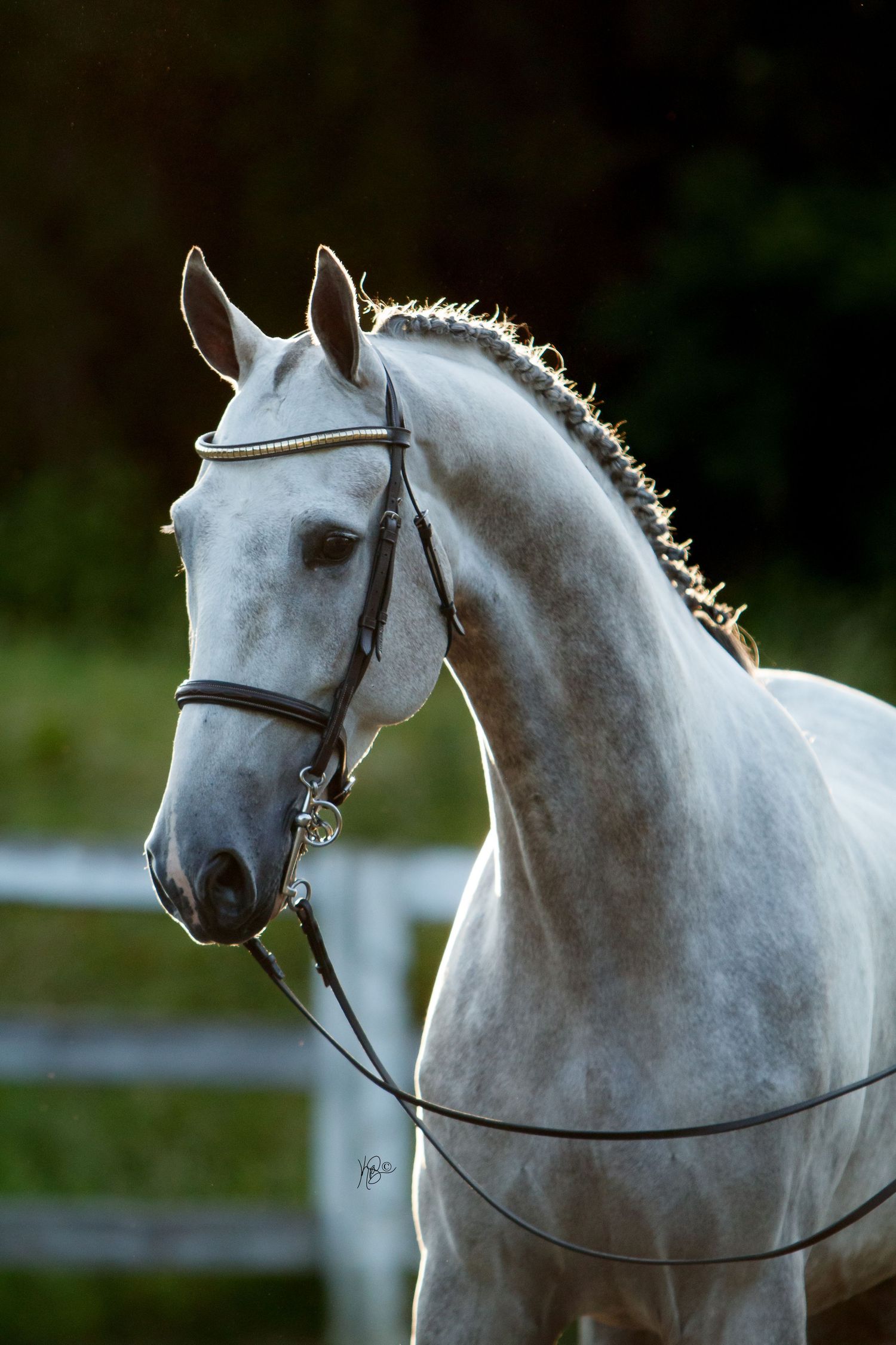 Portrait of a grey saddlebred horse with a show bridle on