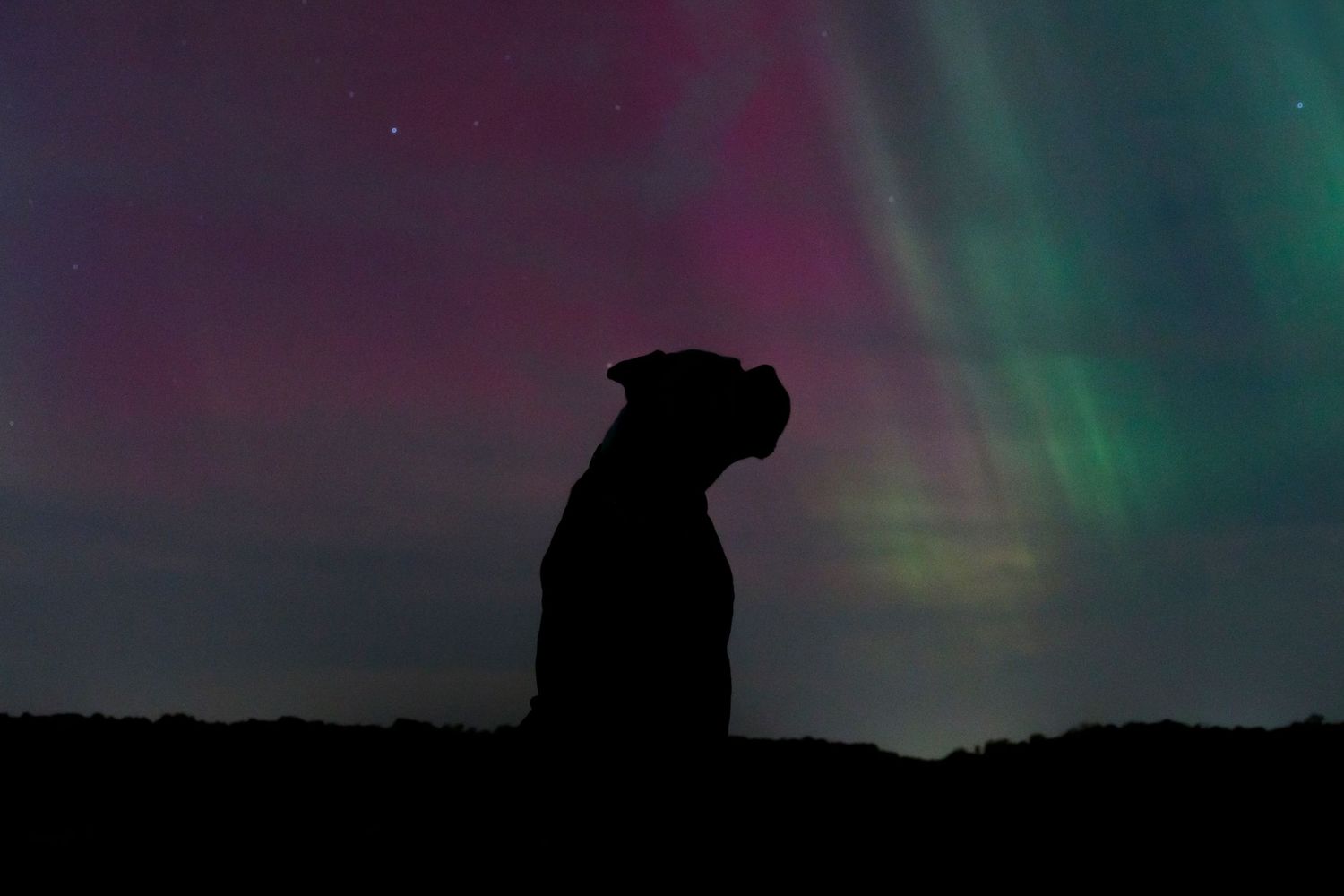 Dog silhouette against colorful northern lights in night sky.