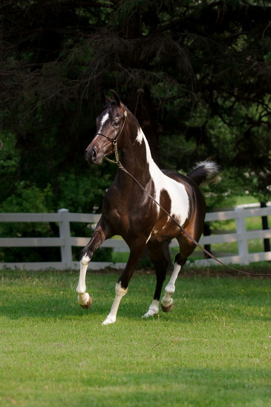 Pinto arabian show horse trotting towards the camera in a green grassy setting with fence in the background.