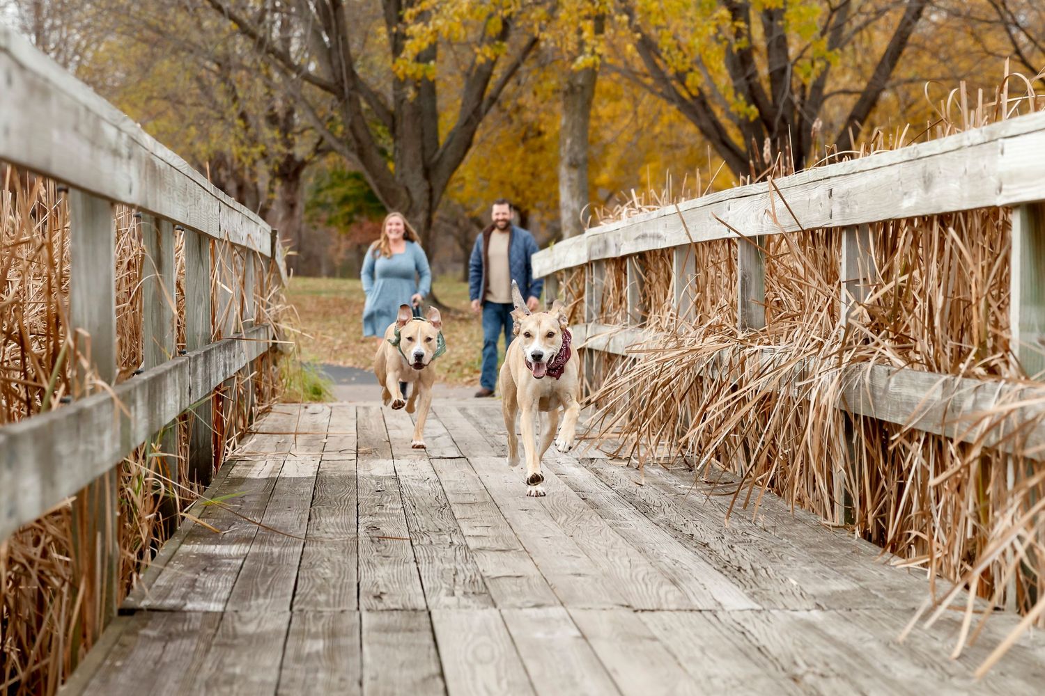 Dogs running with owners on wooden bridge path through autumn trees.