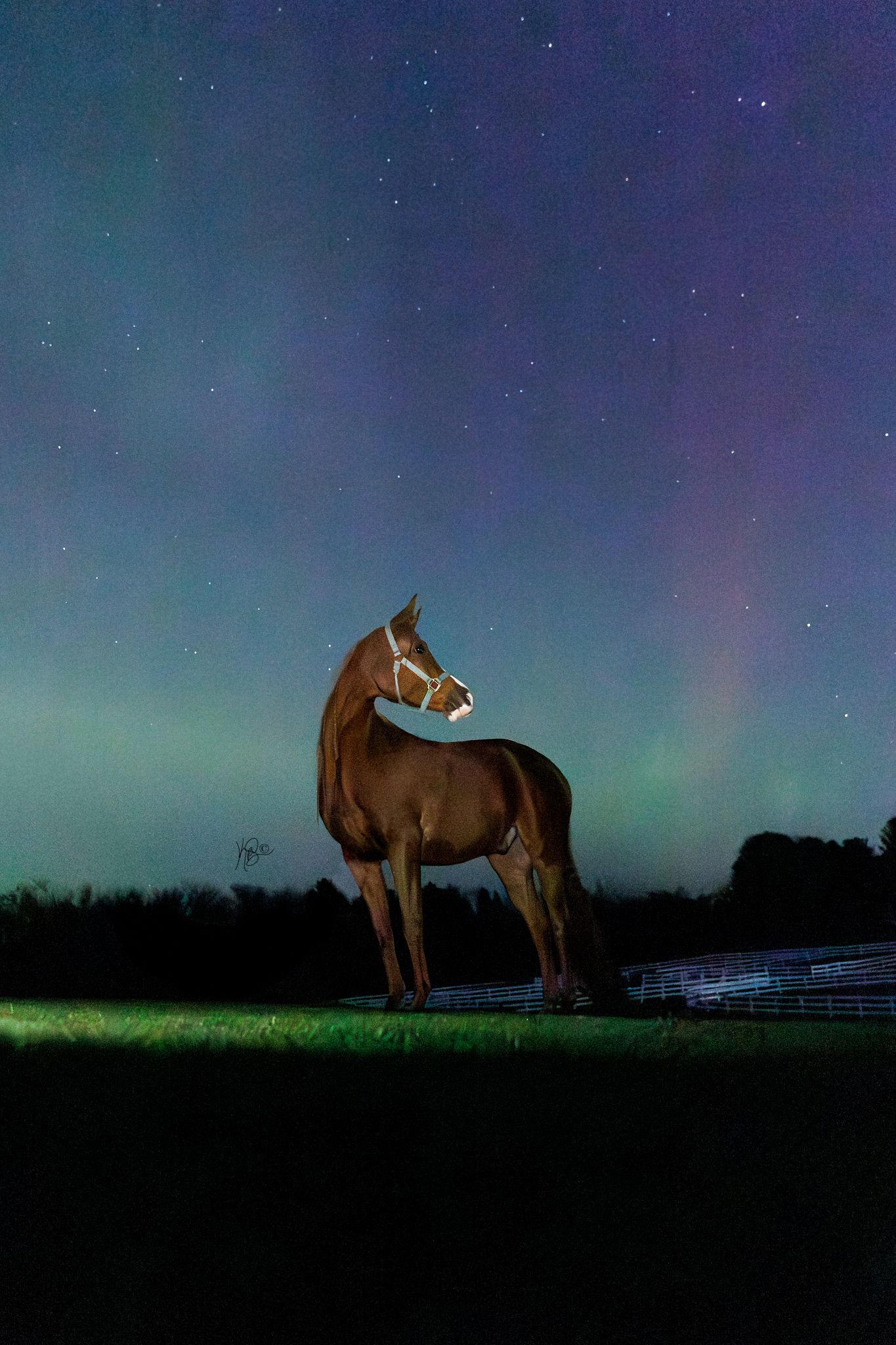 an illuminated image of a chestnut horse against the northern lights sky
