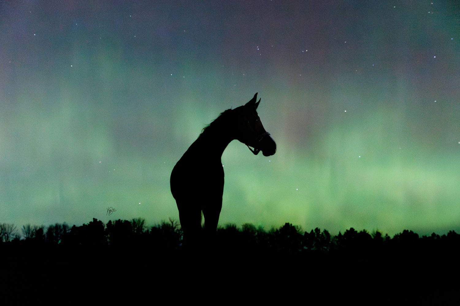 The silhouette of an arabian horse against the aurora borealis over a row of trees