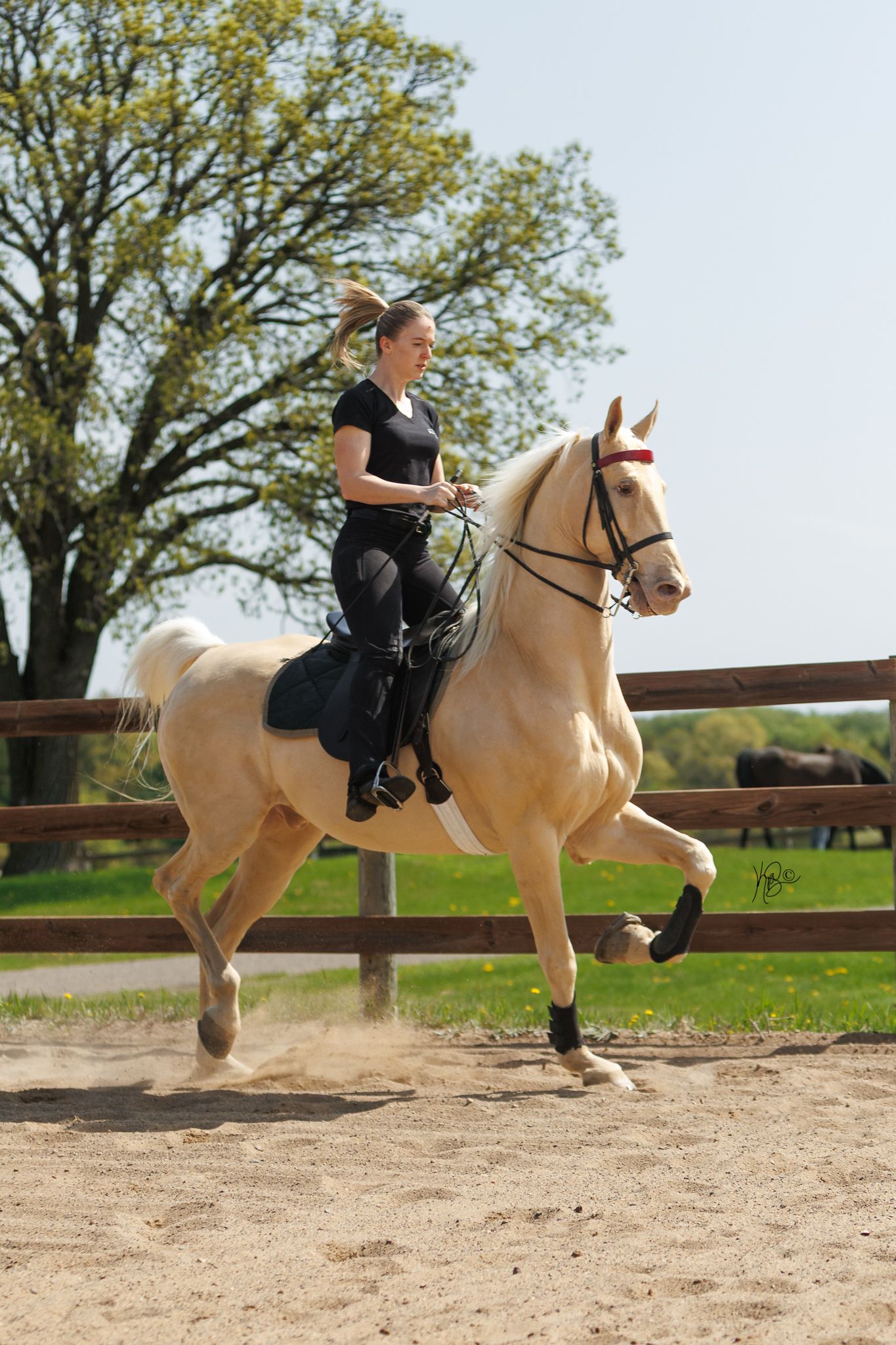 A horse trainer riding a palomino saddlebred at the trot in an outdoor arena.
