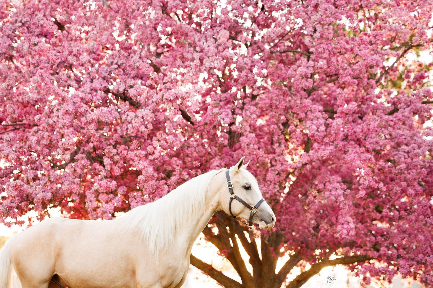 Palomino horse standing before a vibrant pink cherry blossom tree in full bloom.