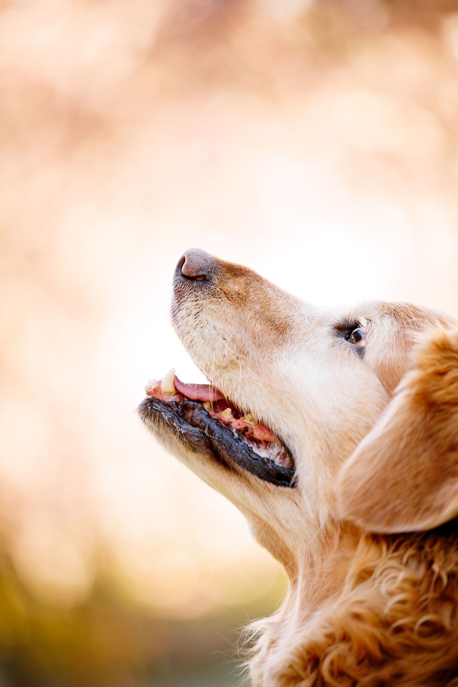 Close-up profile of a golden retriever dog with mouth open, looking up against a warm bokeh background.