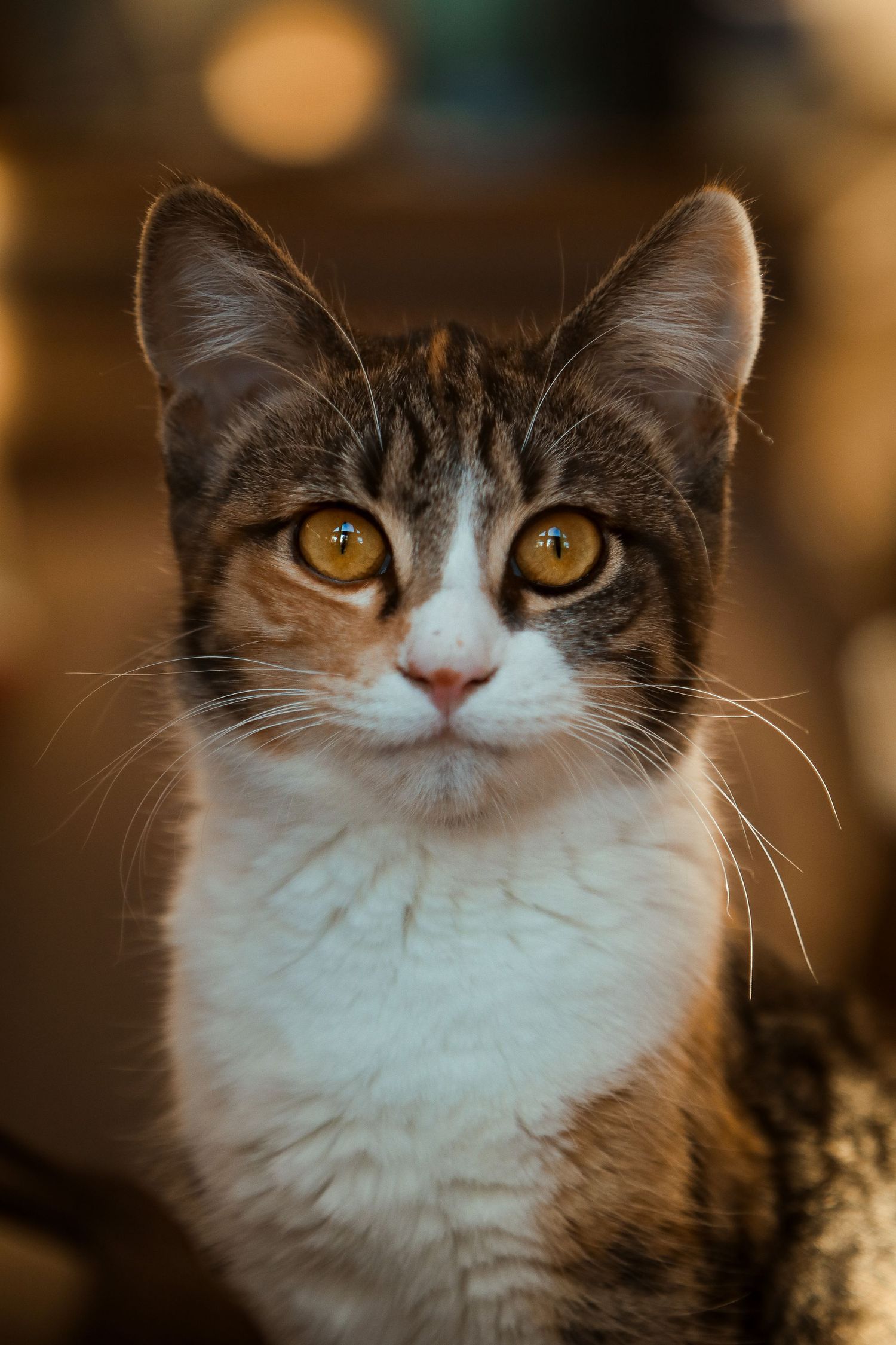 Close-up portrait of tricolor cat with bright eyes in warm lighting.